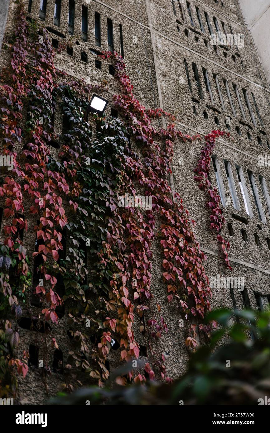 Lo stabilimento di edera con foglie rosse e verdi cresce lungo la parete verticale di un edificio residenziale. Casa a pannelli sovietici, lanterna luminosa sopra l'ingresso Foto Stock