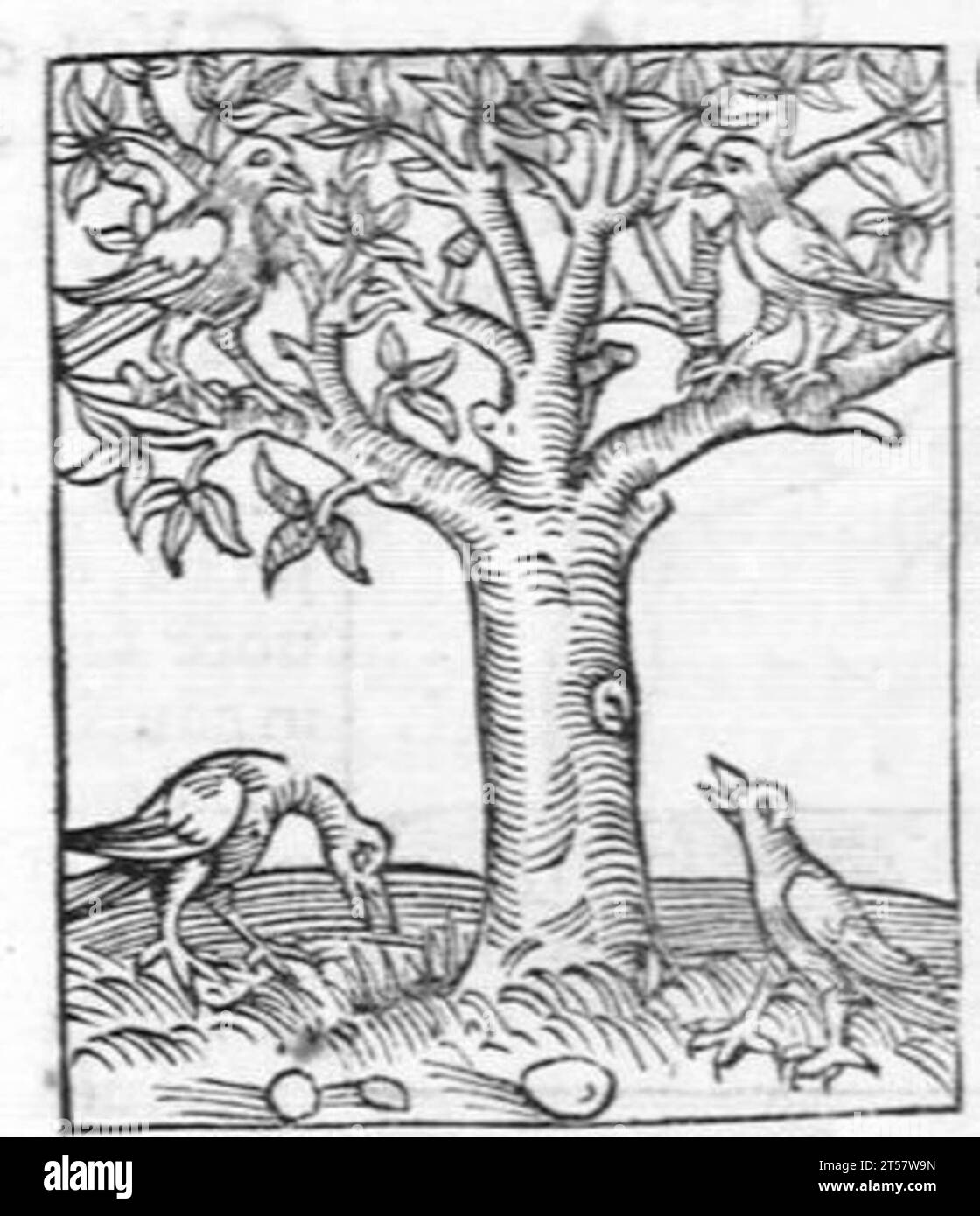 Hortus sanitatis..., 1536 Foto Stock