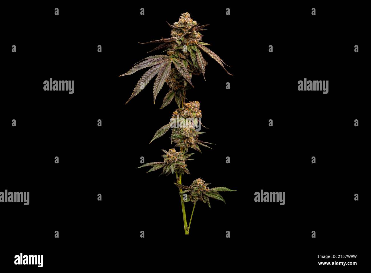 Runtz - braccio pieno della pianta di Cannabis in tempo reale su sfondo nero Foto Stock
