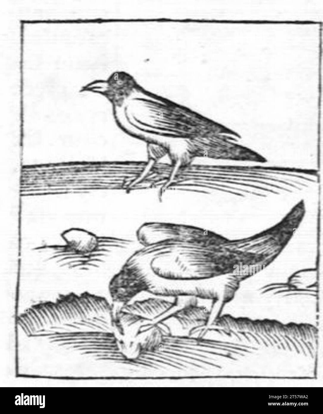 Hortus sanitatis..., 1536 Foto Stock