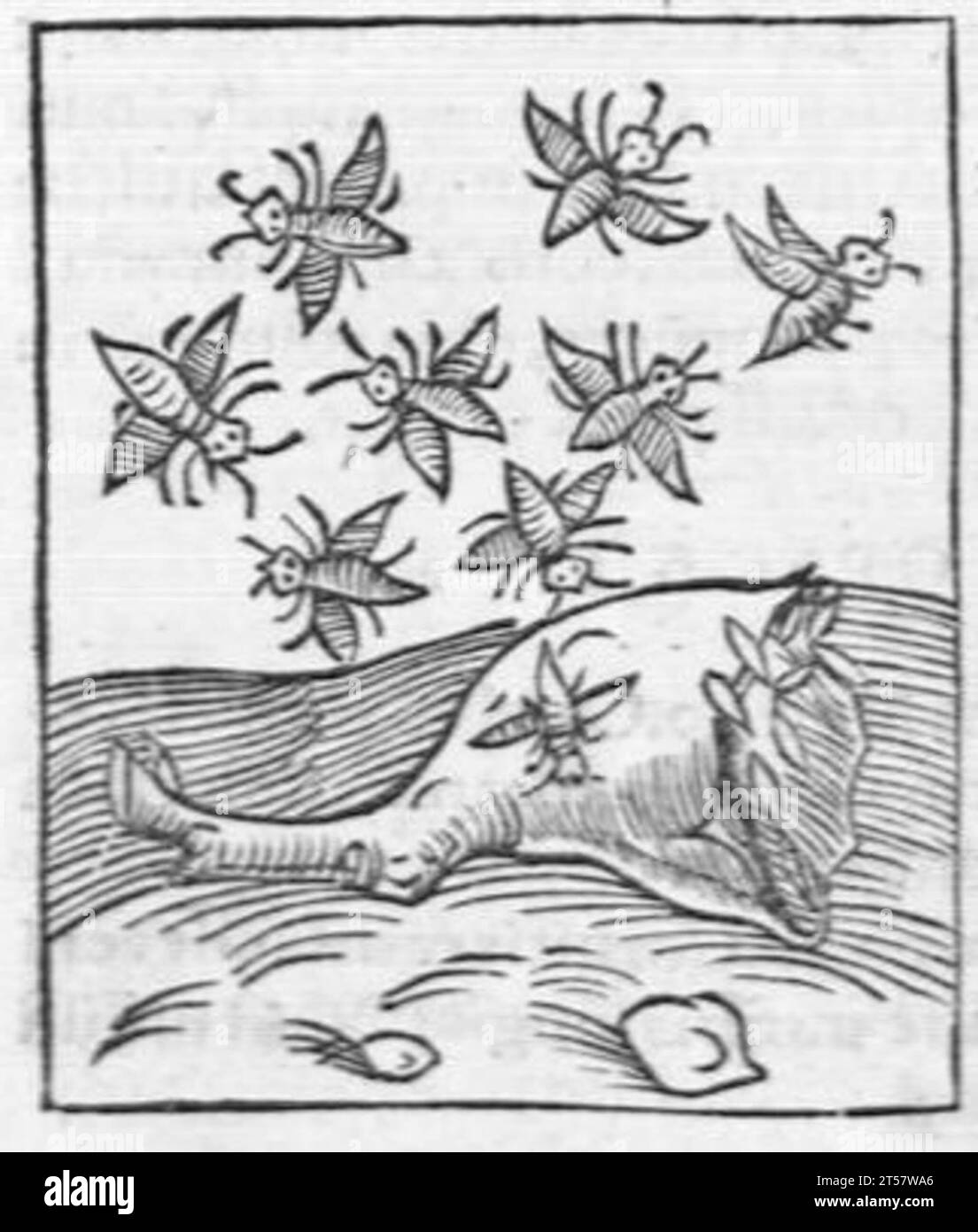 Hortus sanitatis..., 1536 Foto Stock