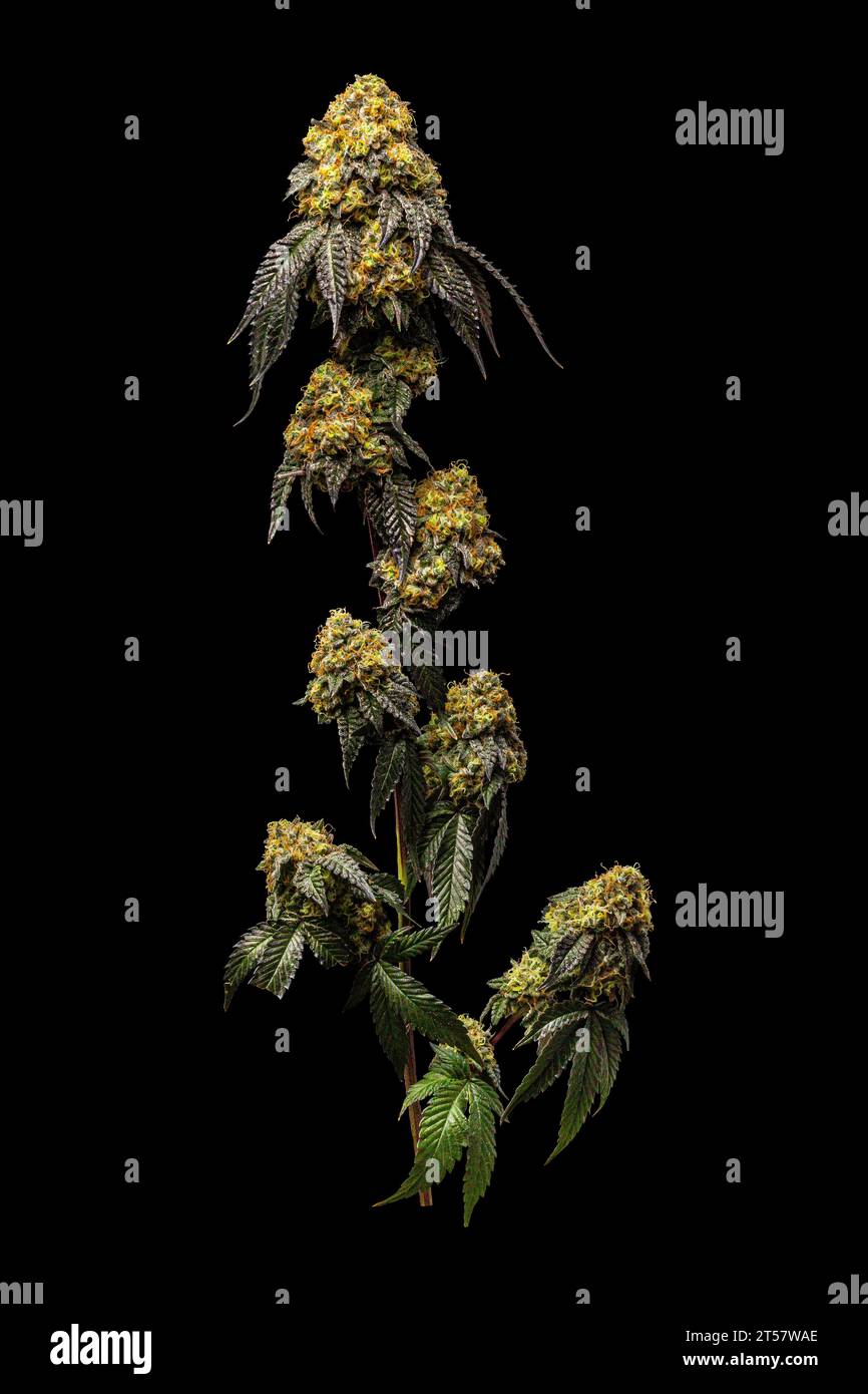 Torta nuziale - braccio pieno della pianta di Cannabis dal vivo su sfondo nero dell'iPhone Foto Stock