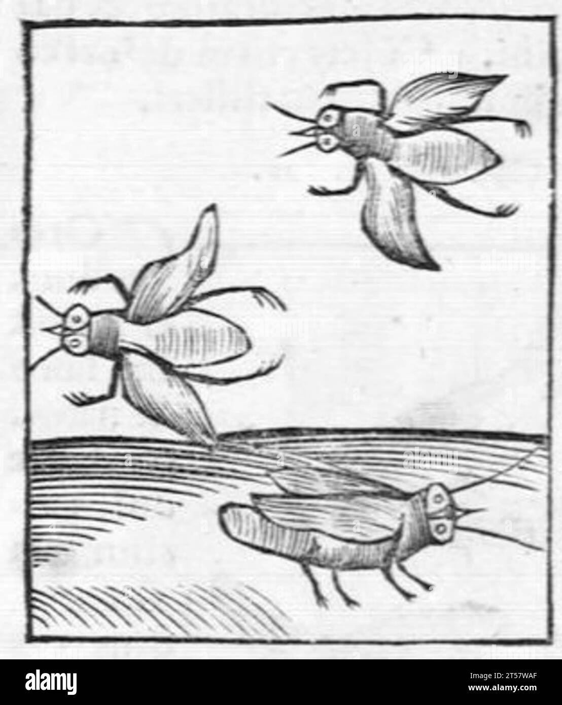 Hortus sanitatis..., 1536 Foto Stock