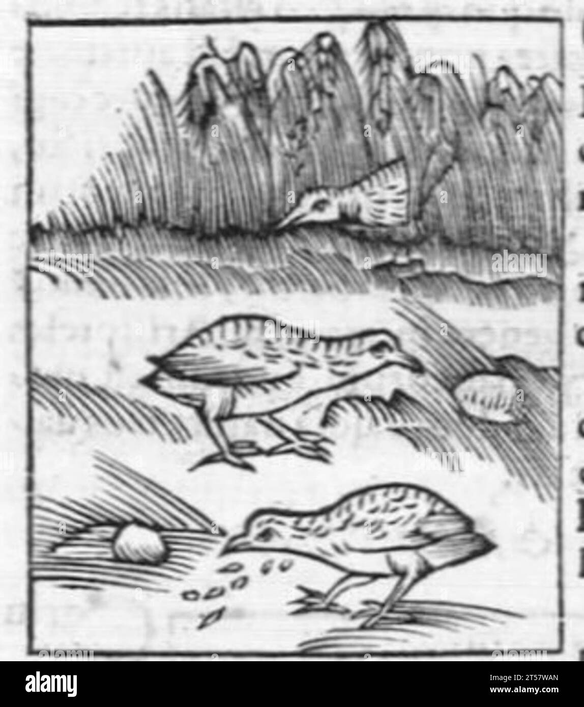 Hortus sanitatis..., 1536 Foto Stock