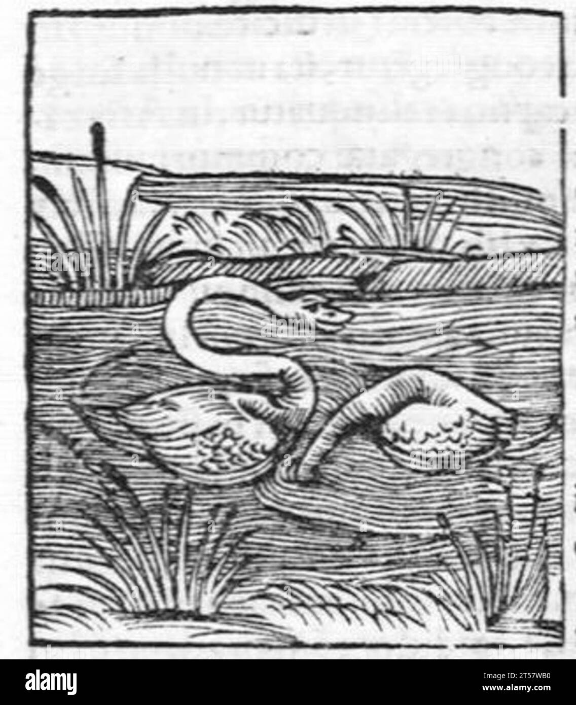 Hortus sanitatis..., 1536 Foto Stock