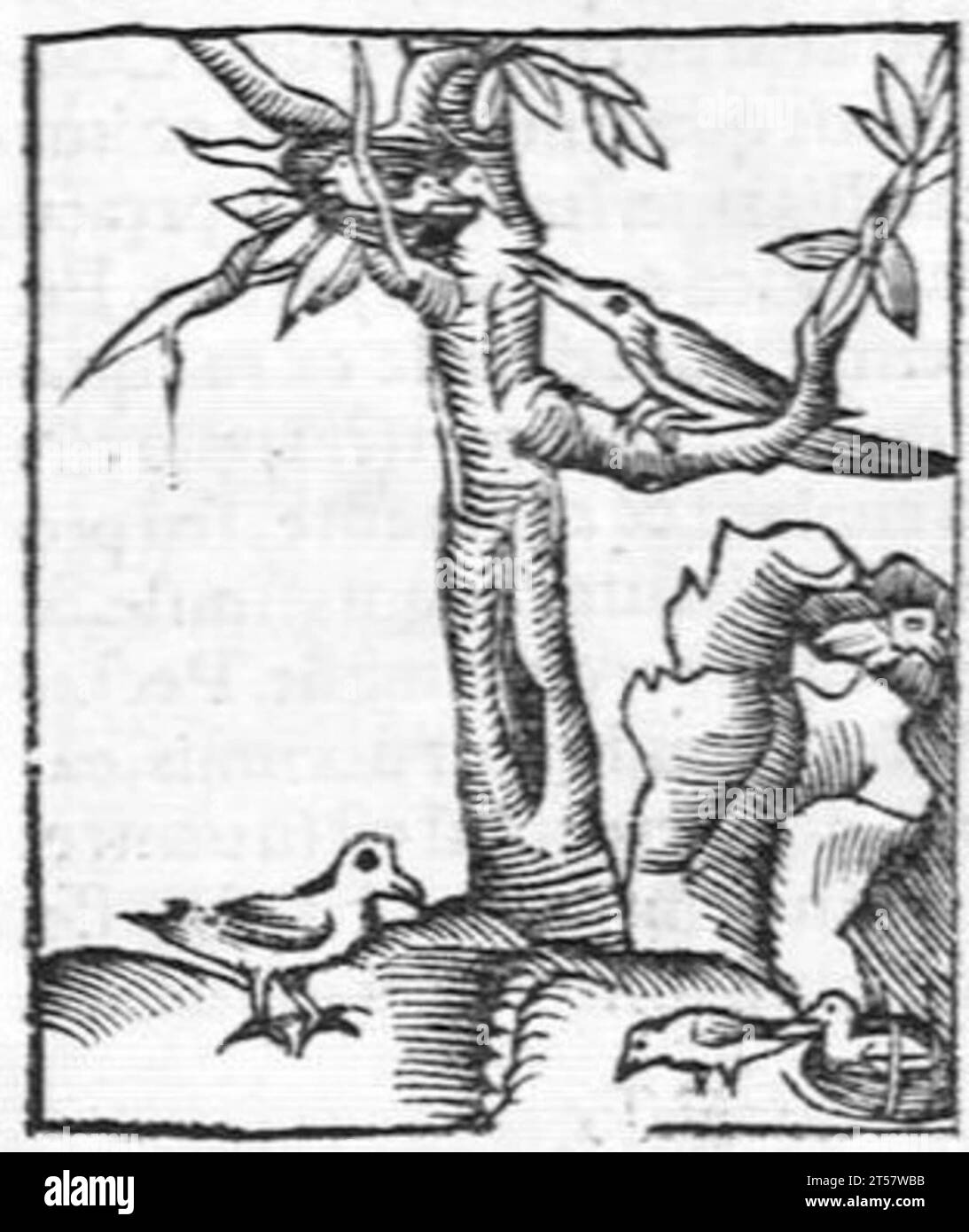 Hortus sanitatis..., 1536 Foto Stock