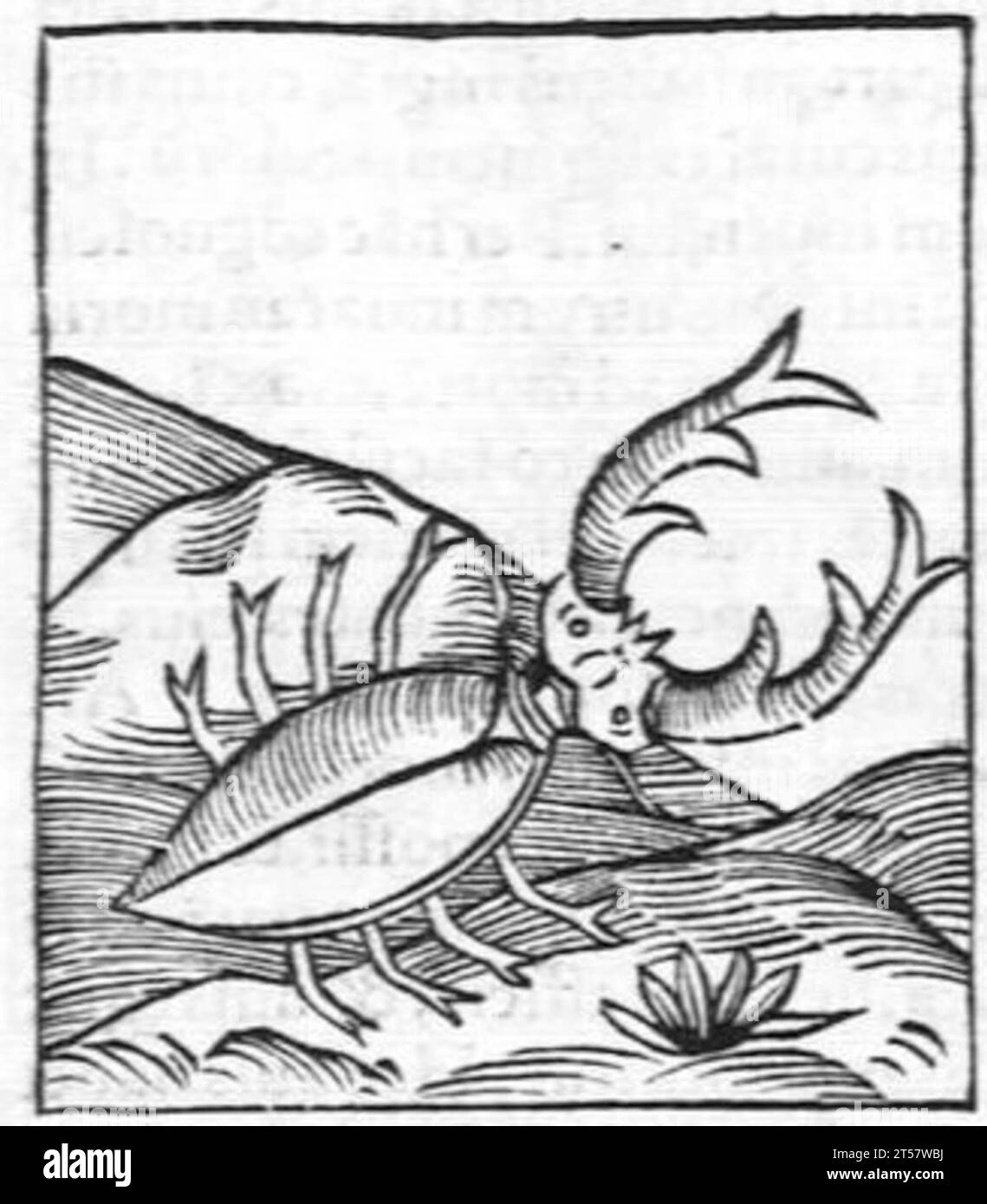 Hortus sanitatis..., 1536 Foto Stock