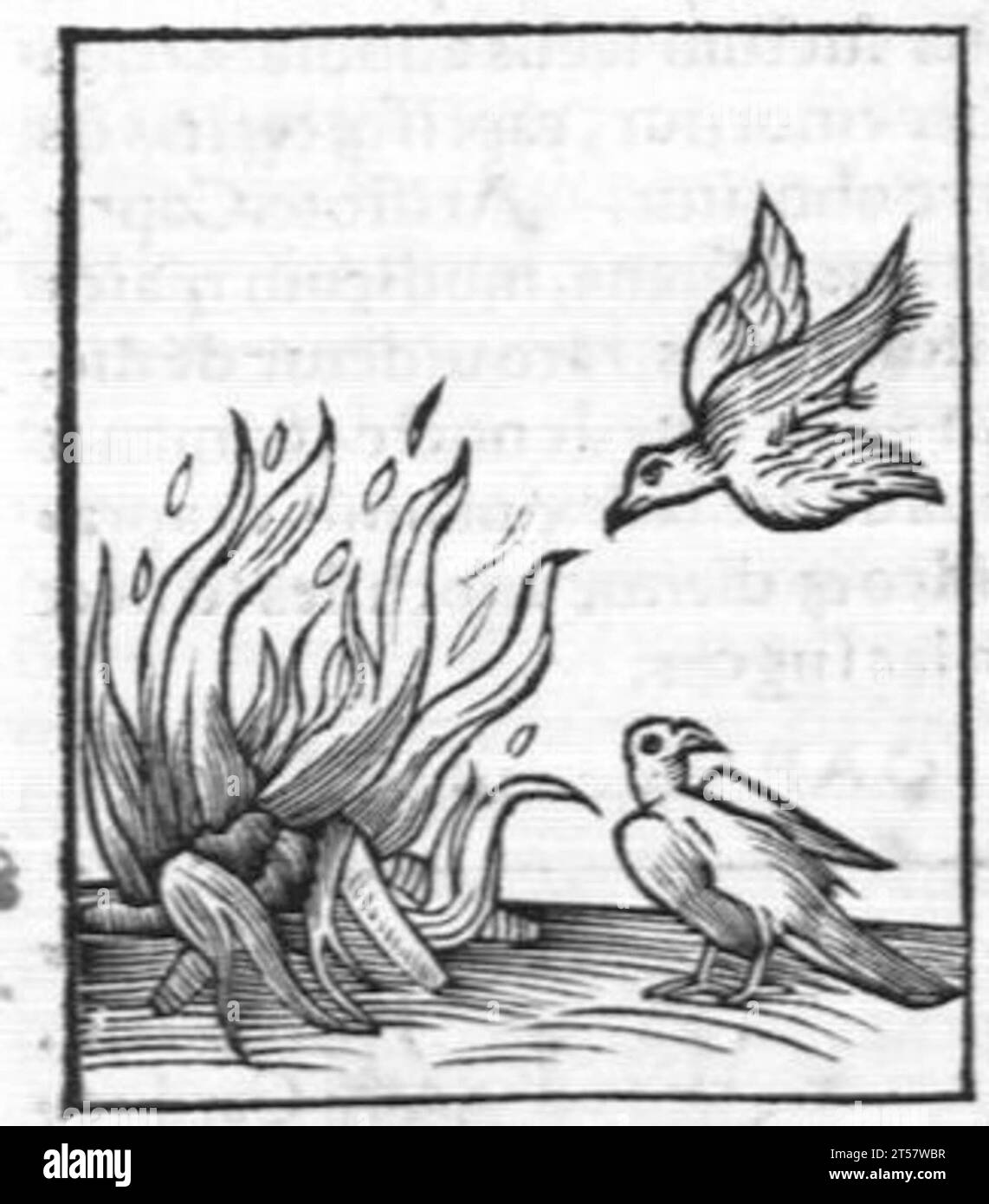 Hortus sanitatis..., 1536 Foto Stock