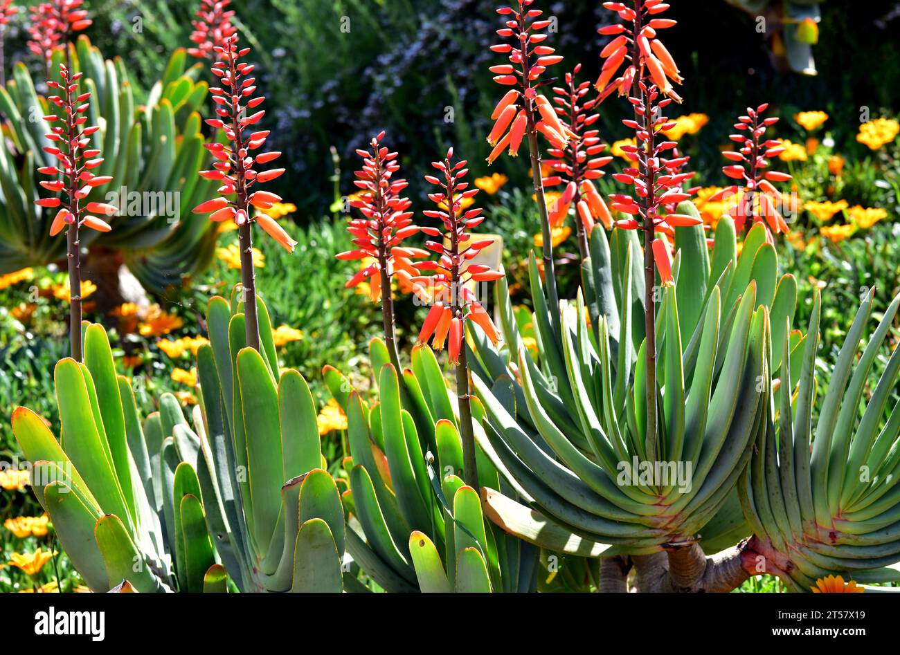 L'aloe del ventilatore (Kumara plicatilis o Aloe plicatilis) è una pianta succulente robusta endemica della regione del Capo, Sudafrica. Foto Stock