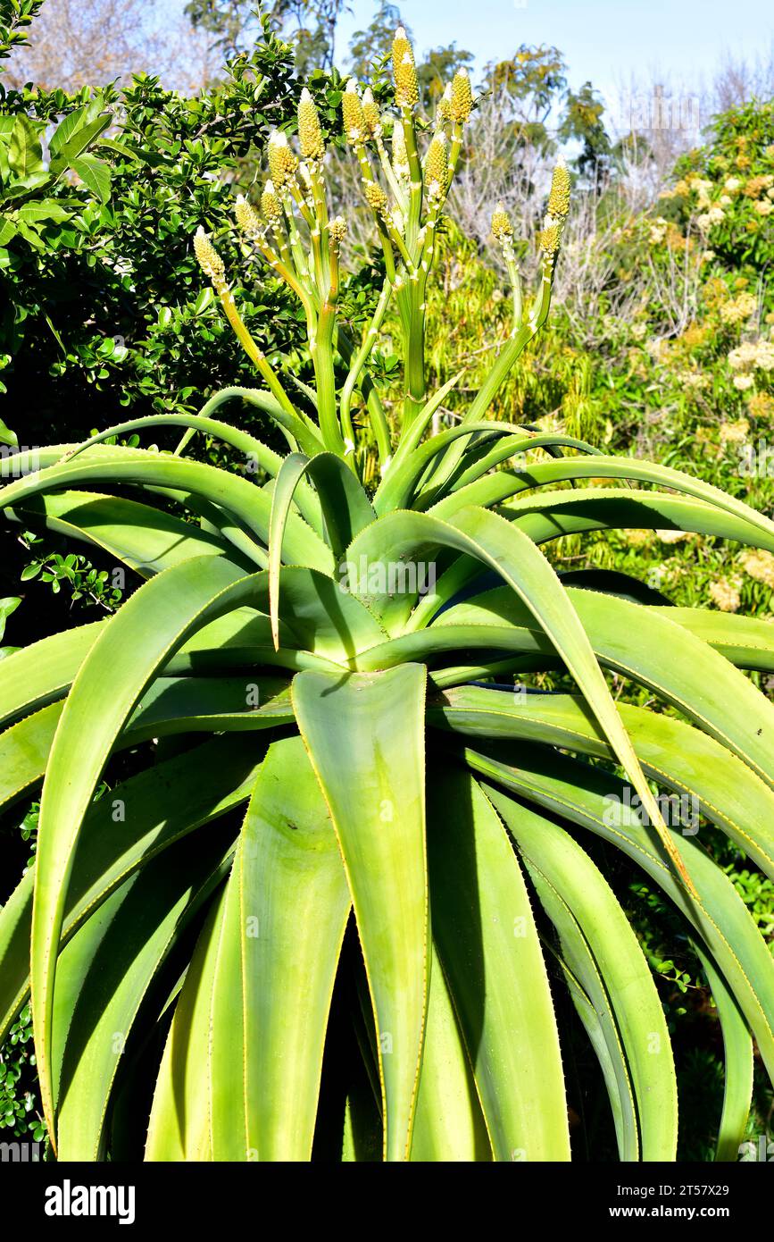 Dune aloe (Aloe thraskii) è una pianta perenne arborescente originaria del Sud Africa. Foto Stock