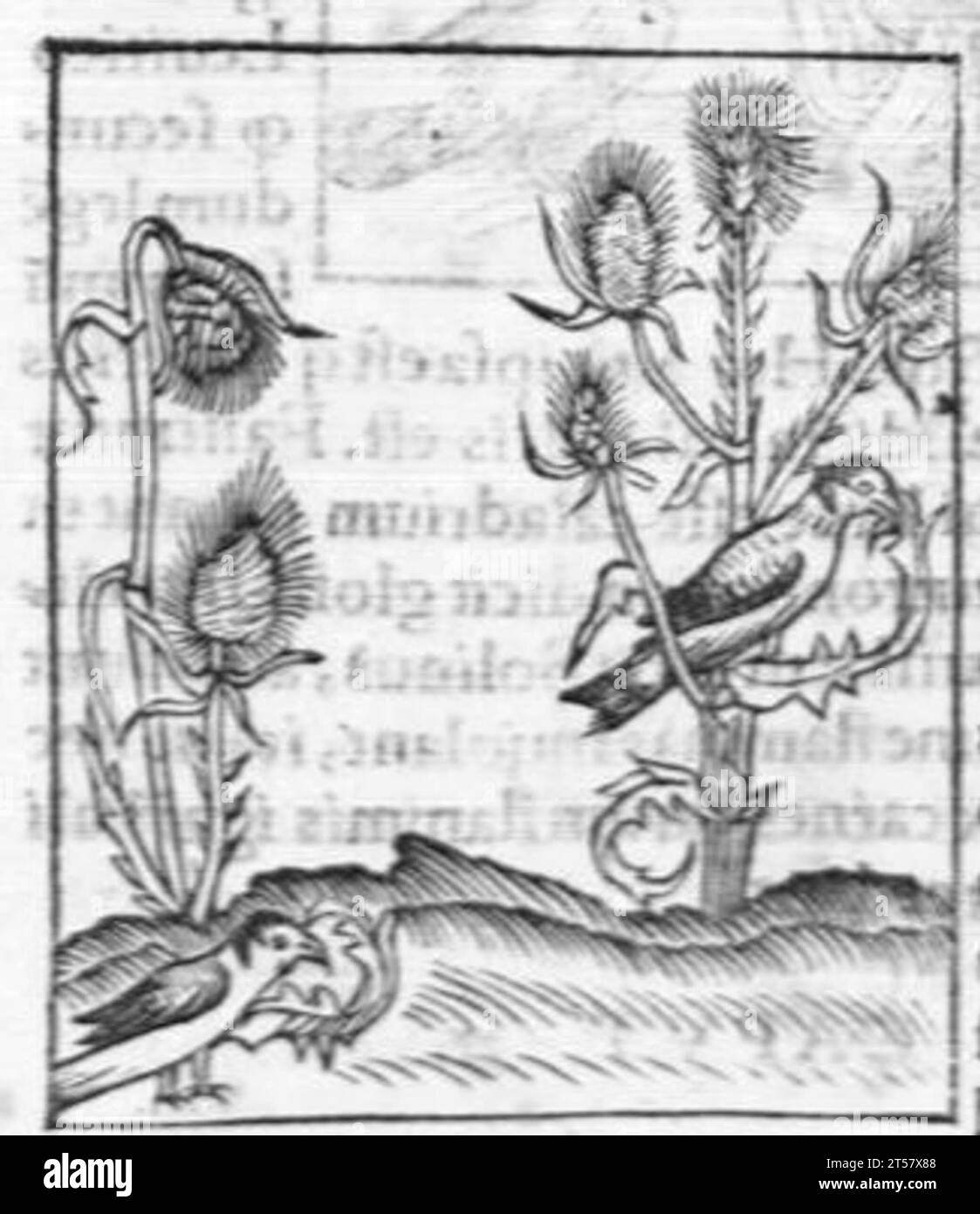 Hortus sanitatis..., 1536 Foto Stock