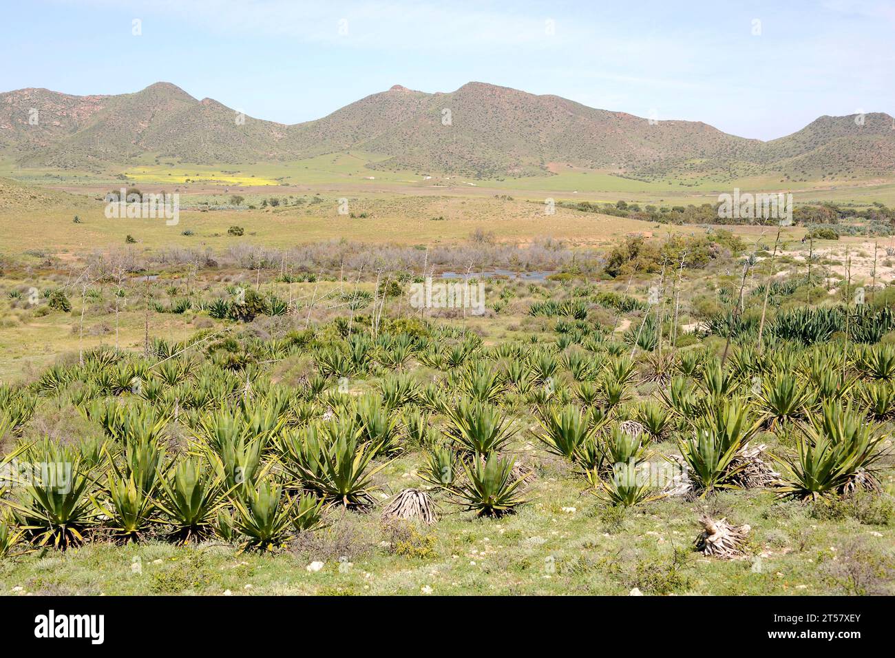 La sisal (Agave sisalana) è una pianta succulenta originaria dello Yucatan (Messico). Il sisal produce fibre molto resistenti utilizzate nell'industria per geotessile, rop Foto Stock