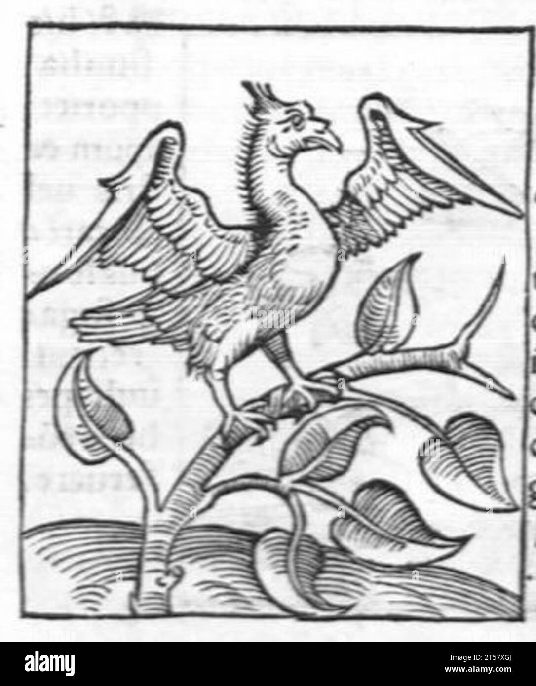 Hortus sanitatis..., 1536 Foto Stock