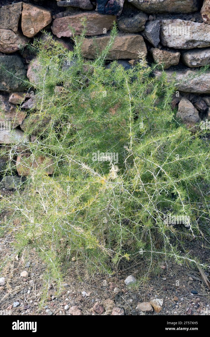 L'Esparraguera blanca (Asparagus albus) è un arbusto originario del bacino del Mediterraneo occidentale. Questa foto è stata scattata nel Parco naturale di Cabo de Gata, Almeria pro Foto Stock