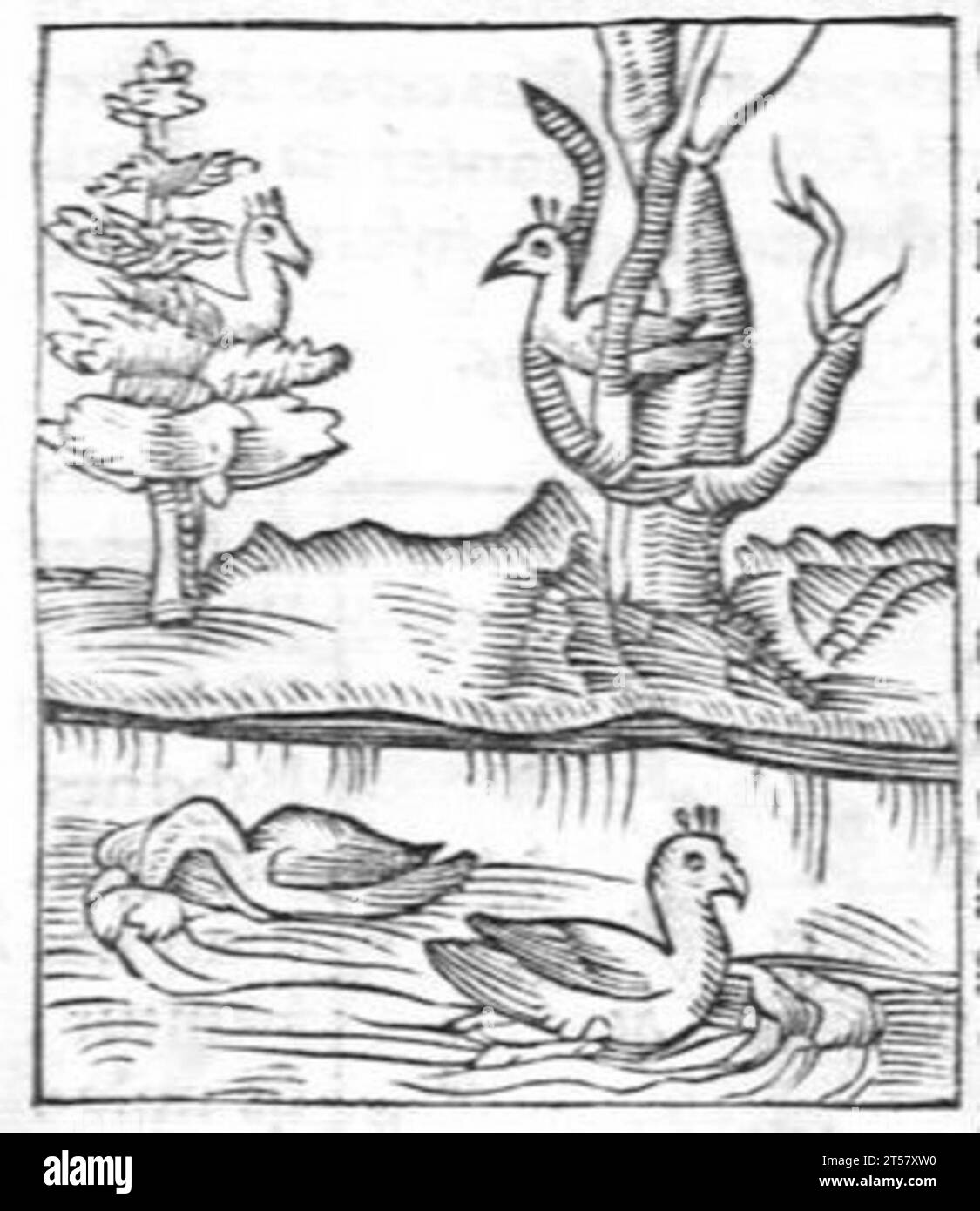 Hortus sanitatis..., 1536 Foto Stock