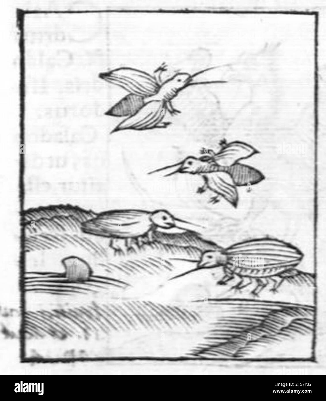 Hortus sanitatis..., 1536 Foto Stock