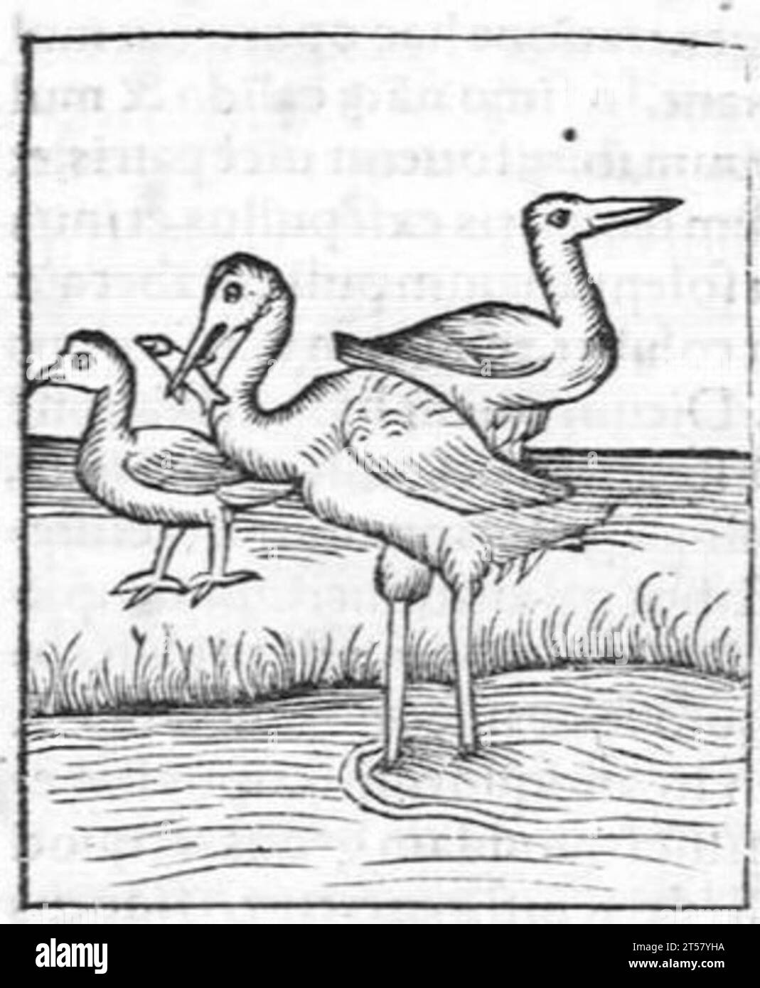 Hortus sanitatis..., 1536 Foto Stock