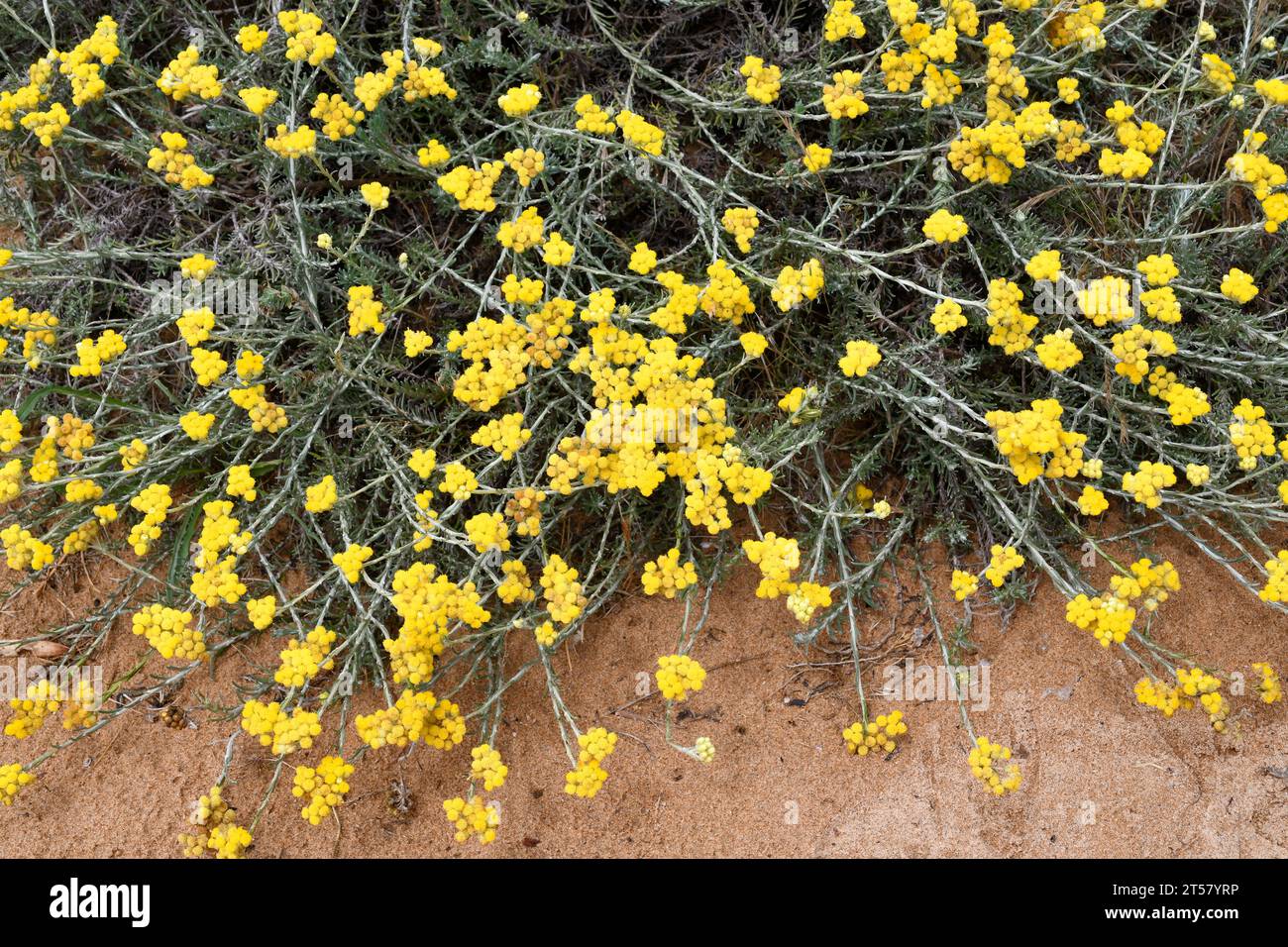 Il fiocco di fragola mediterraneo (Helichrysum stoechas) è una pianta annuale o perenne originaria delle coste sabbiose del bacino del Mediterraneo. Questa foto mi è stata fatta Foto Stock