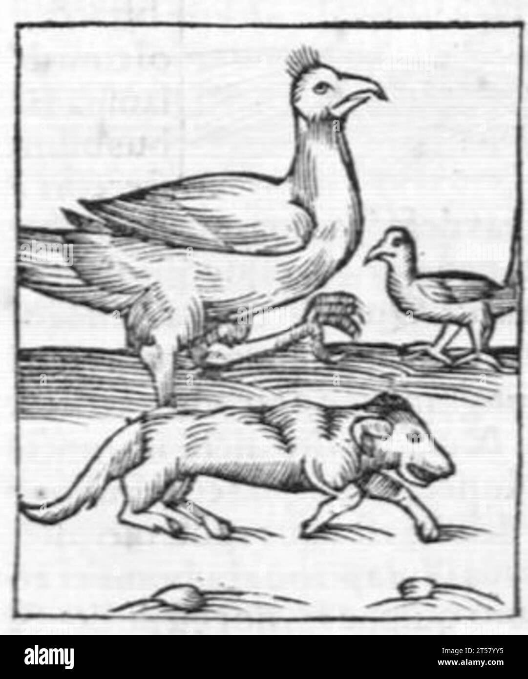 Hortus sanitatis..., 1536 Foto Stock