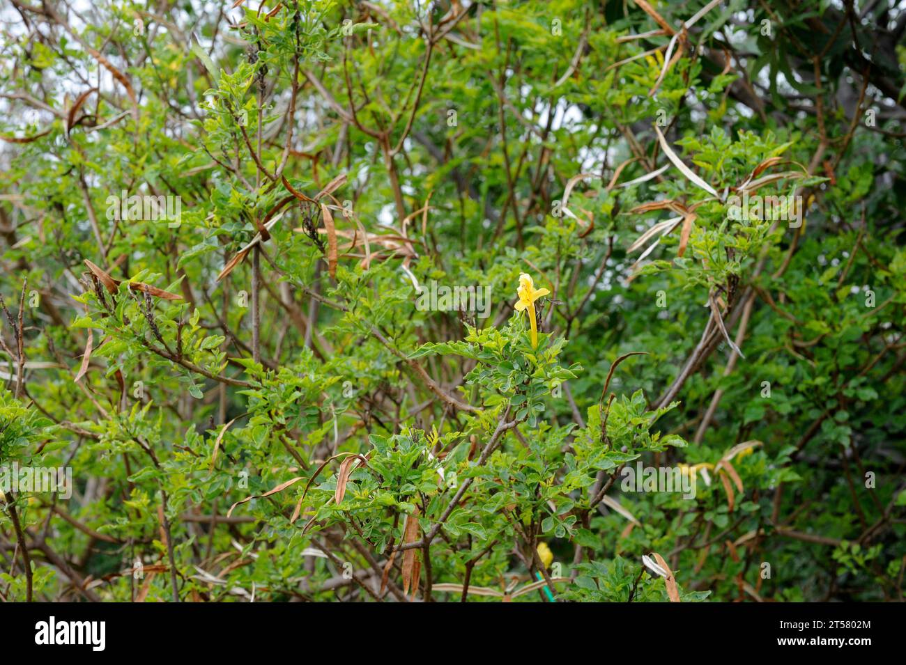 Il nido d'ape (Tecoma capensis o Tecomaria capensis) è un arbusto sempreverde originario del Sudafrica. Foto Stock