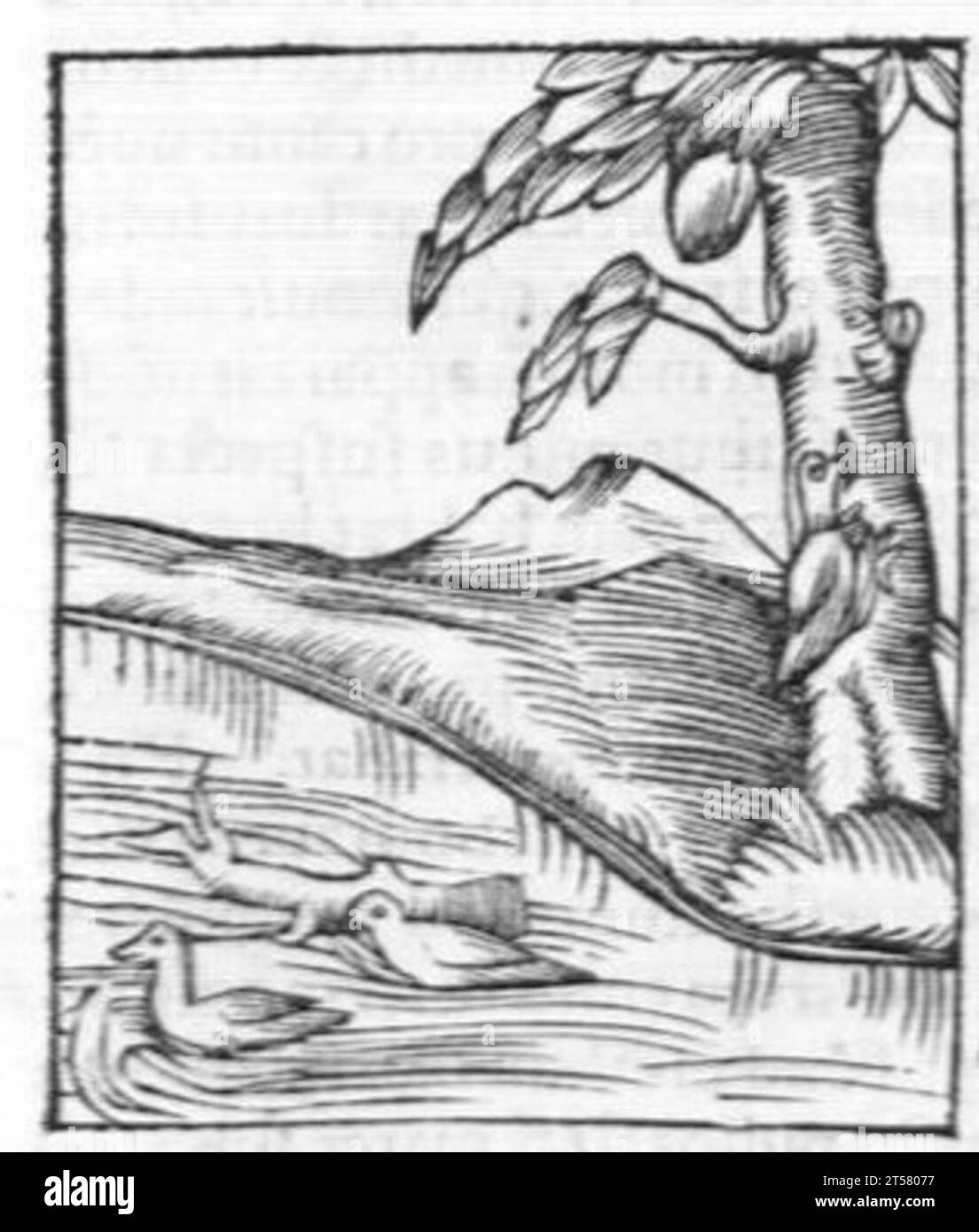 Hortus sanitatis..., 1536 Foto Stock