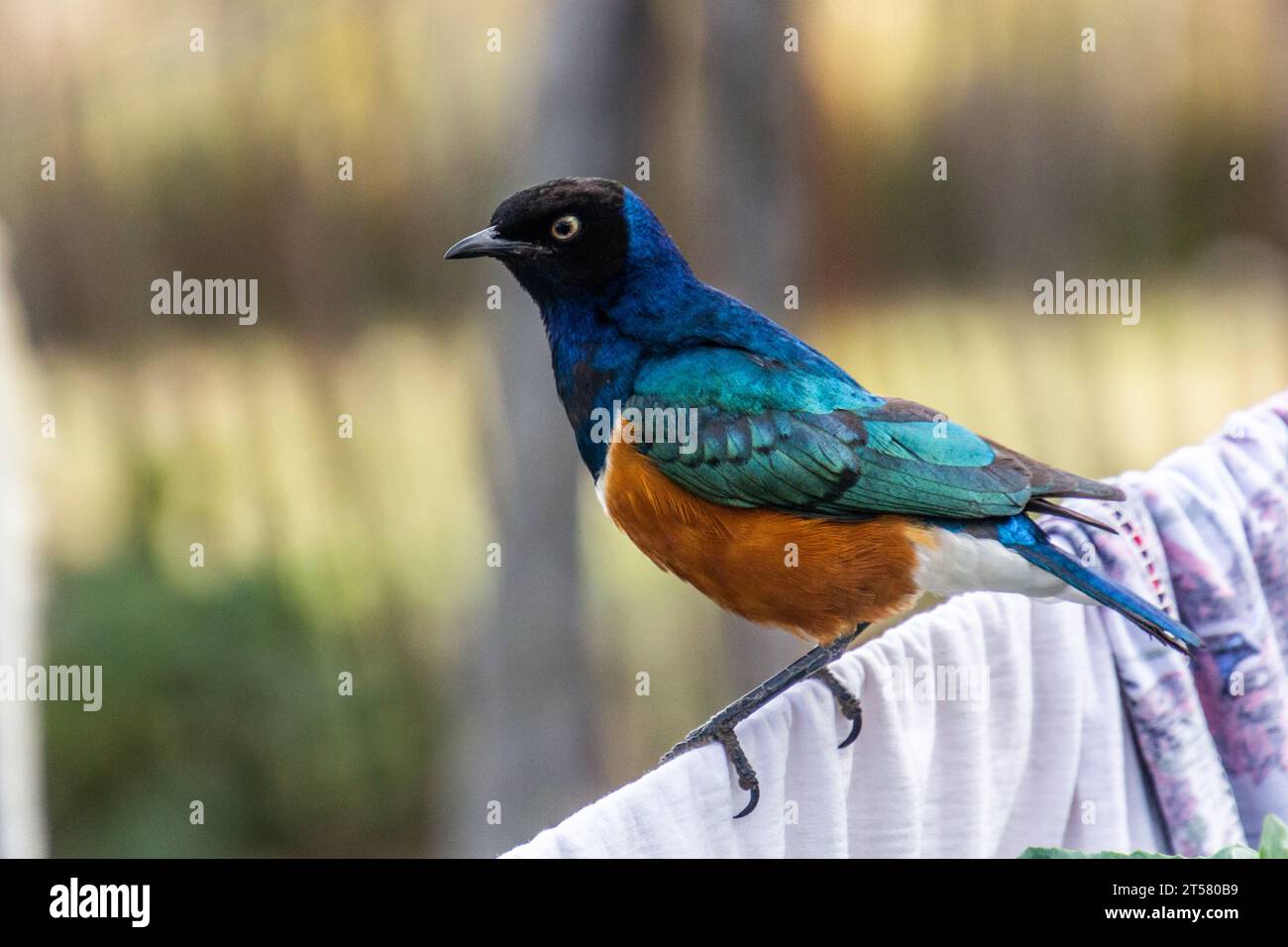 Superb Starling (Lamprotornis superbus) a Maralal, Kenya Foto Stock