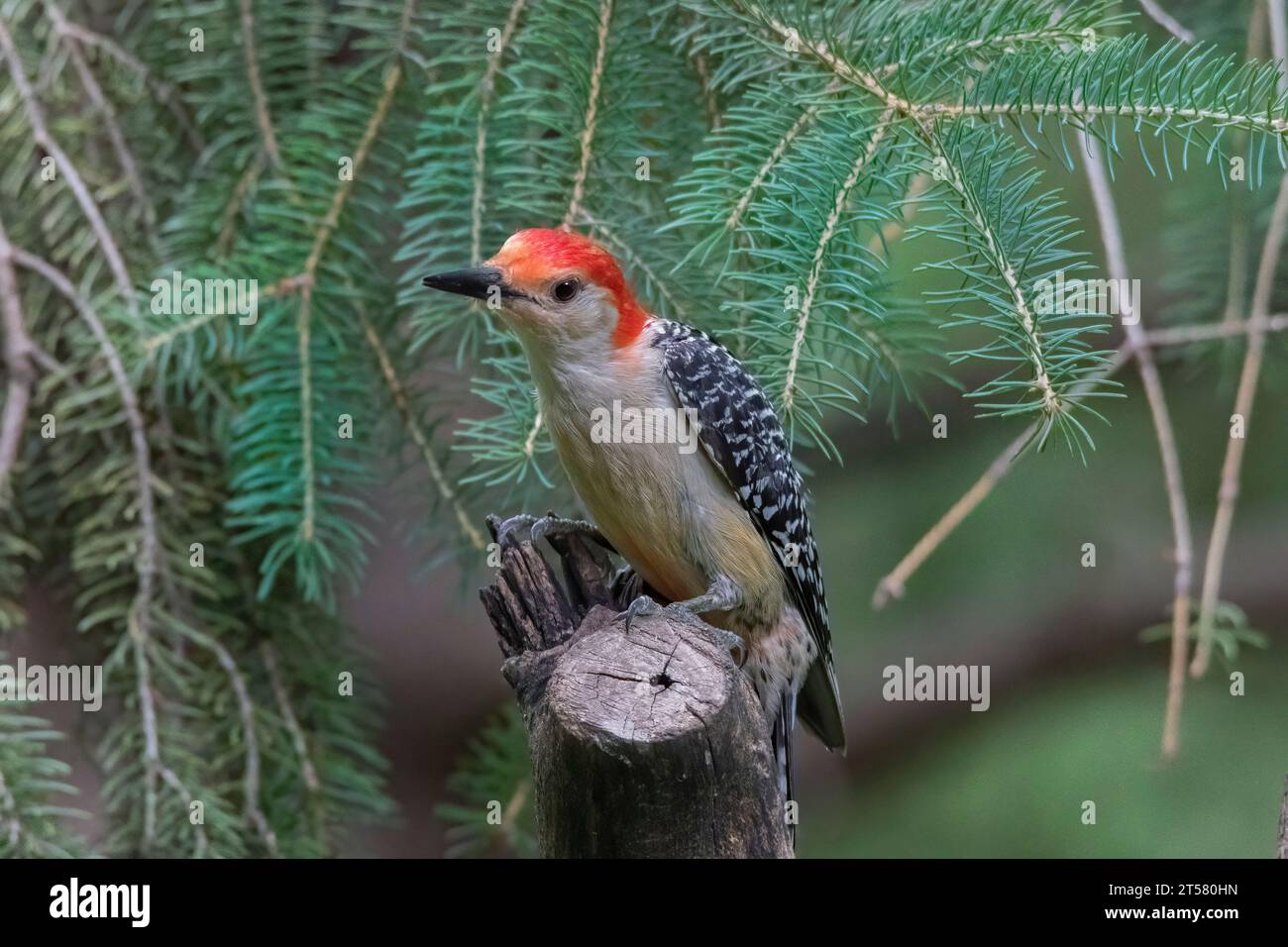 Picchio dal becco rosso (Melanerpes carolinus) arroccato su un albero morto nella Chippewa National Forest, Minnesota settentrionale USA Foto Stock