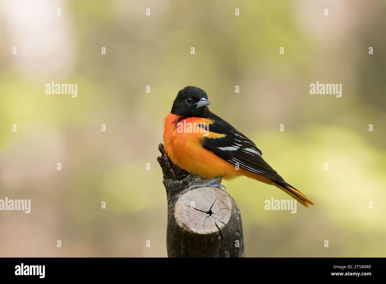 Primo piano male Baltimore Oriole (Icterus galbula) arroccato su un albero nella Chippewa National Forest, Minnesota settentrionale USA Foto Stock