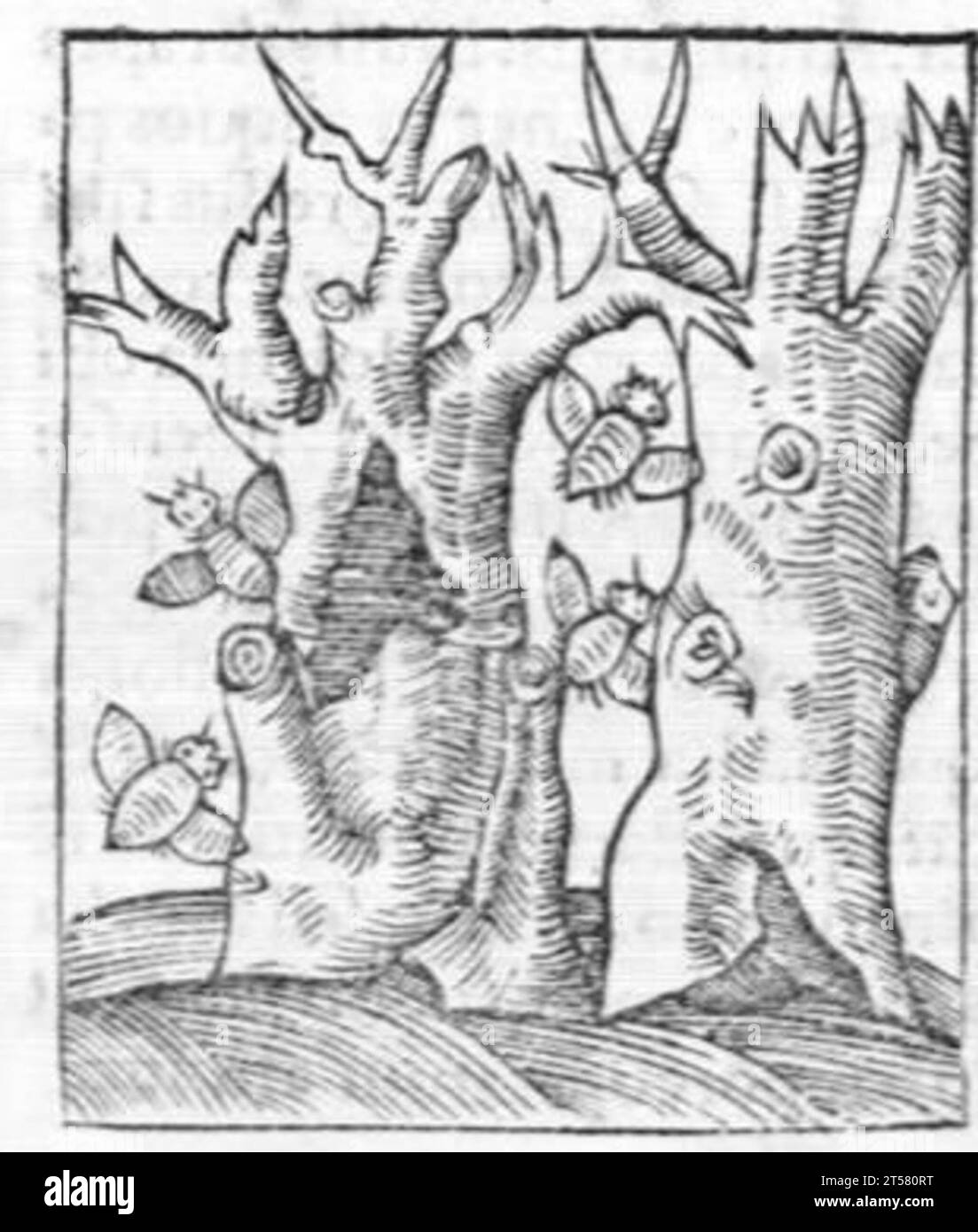 Hortus sanitatis..., 1536 Foto Stock