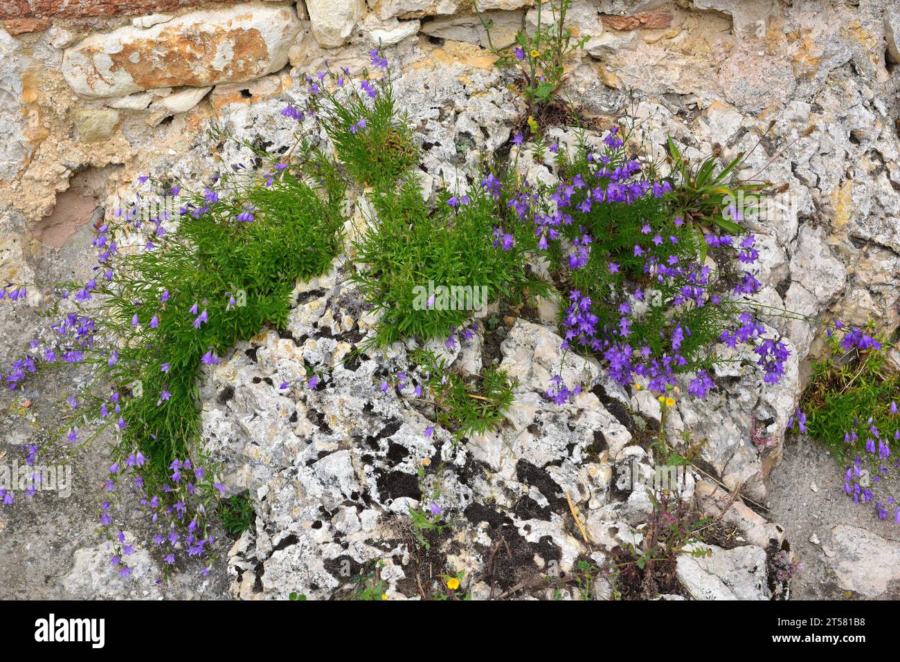 L'Harebel (Campanula rotundifolia) è un'erba perenne originaria di gran parte dell'Europa. Questa foto è stata scattata a Santa Casilda, Burgos, Castilla y Leon, S. Foto Stock