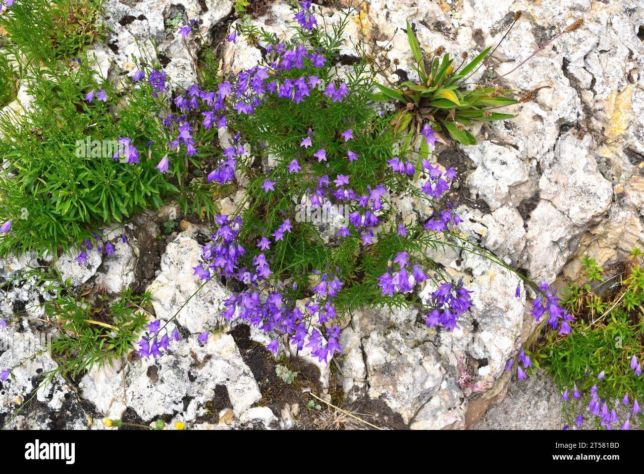 L'Harebel (Campanula rotundifolia) è un'erba perenne originaria di gran parte dell'Europa. Questa foto è stata scattata a Santa Casilda, Burgos, Castilla y Leon, S. Foto Stock