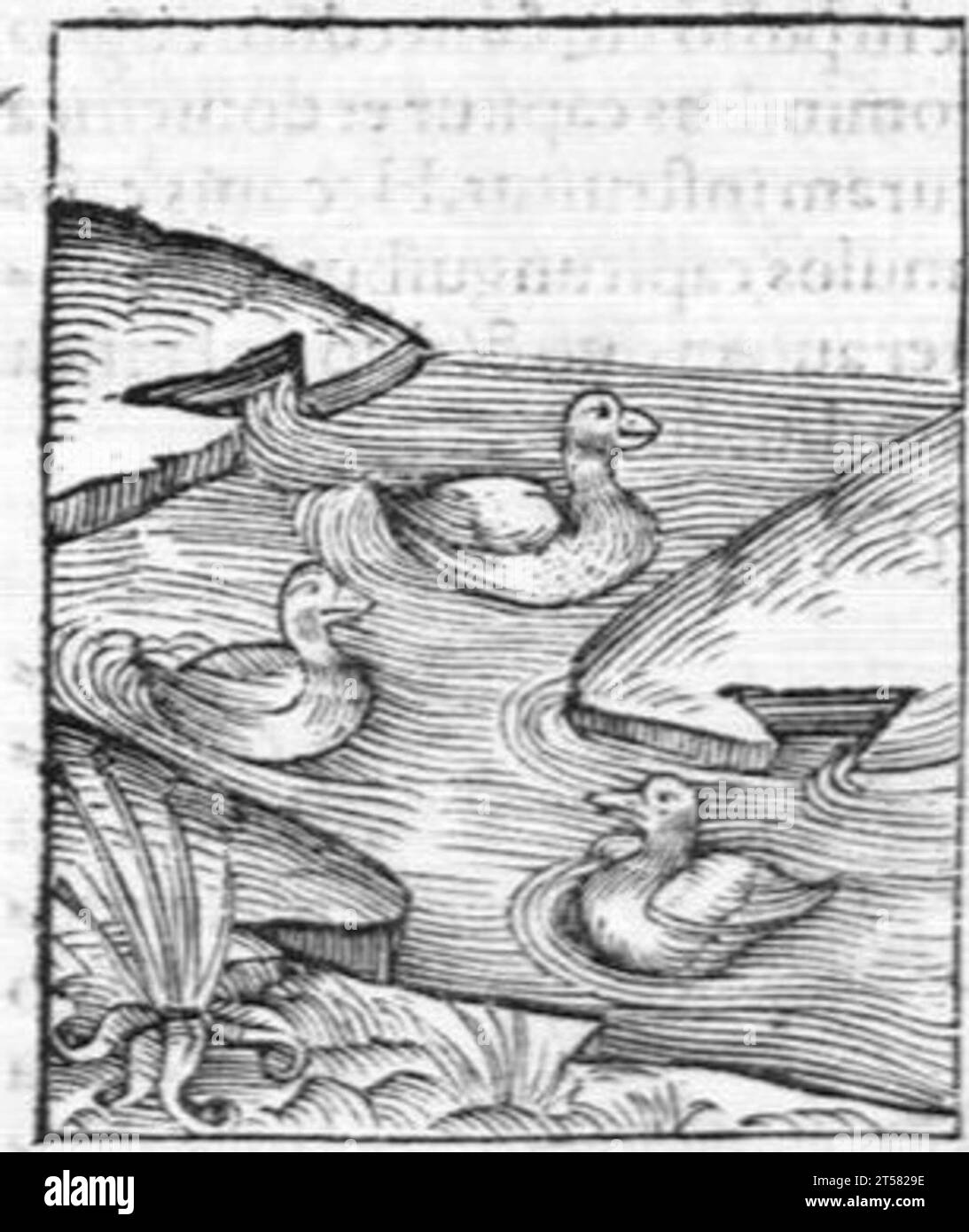 Hortus sanitatis..., 1536 Foto Stock