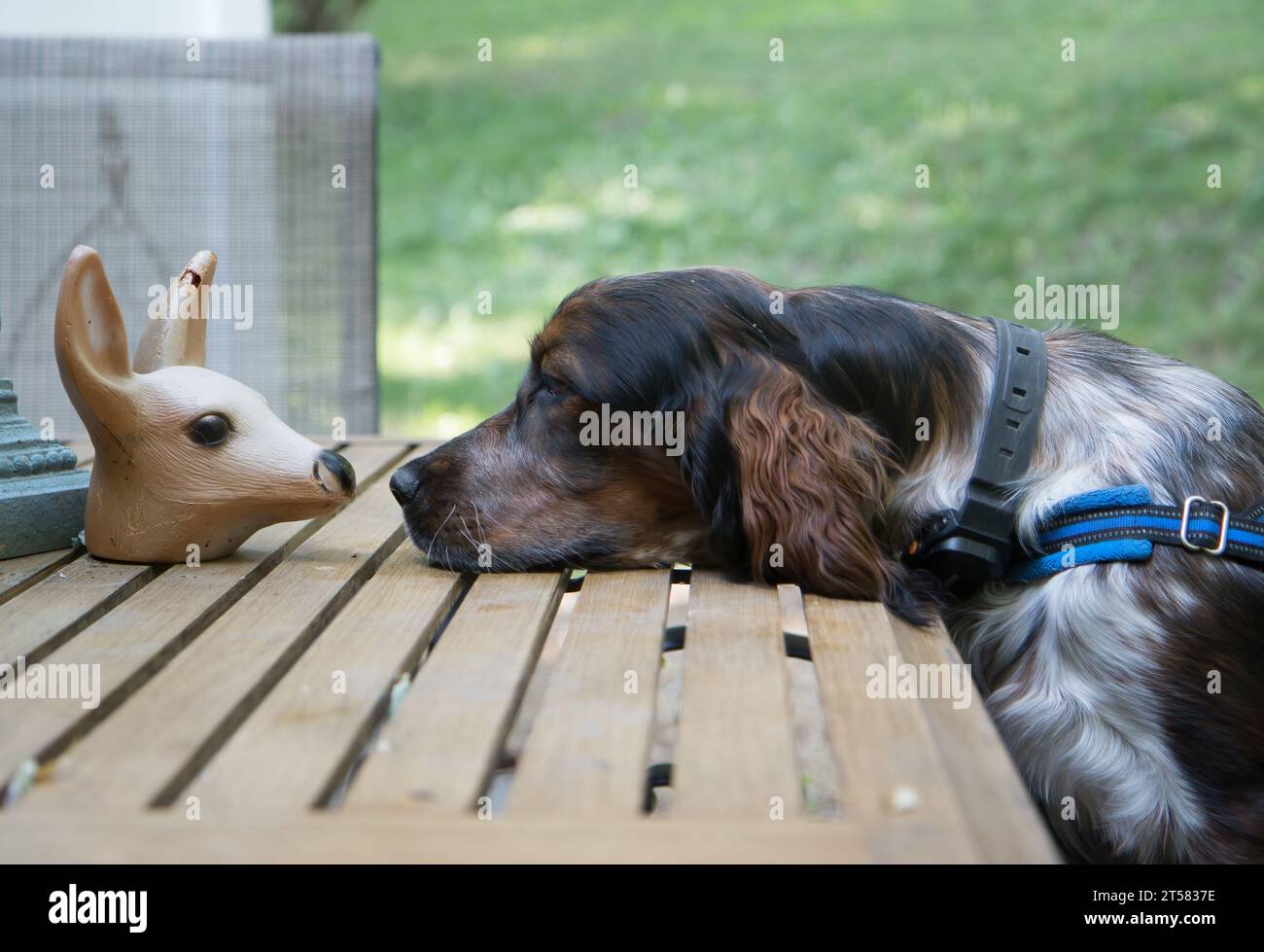 Foto divertente di un giovane Springer Spaniel colorato di roan che va naso a naso con una falsa testa di cervo di plastica Foto Stock