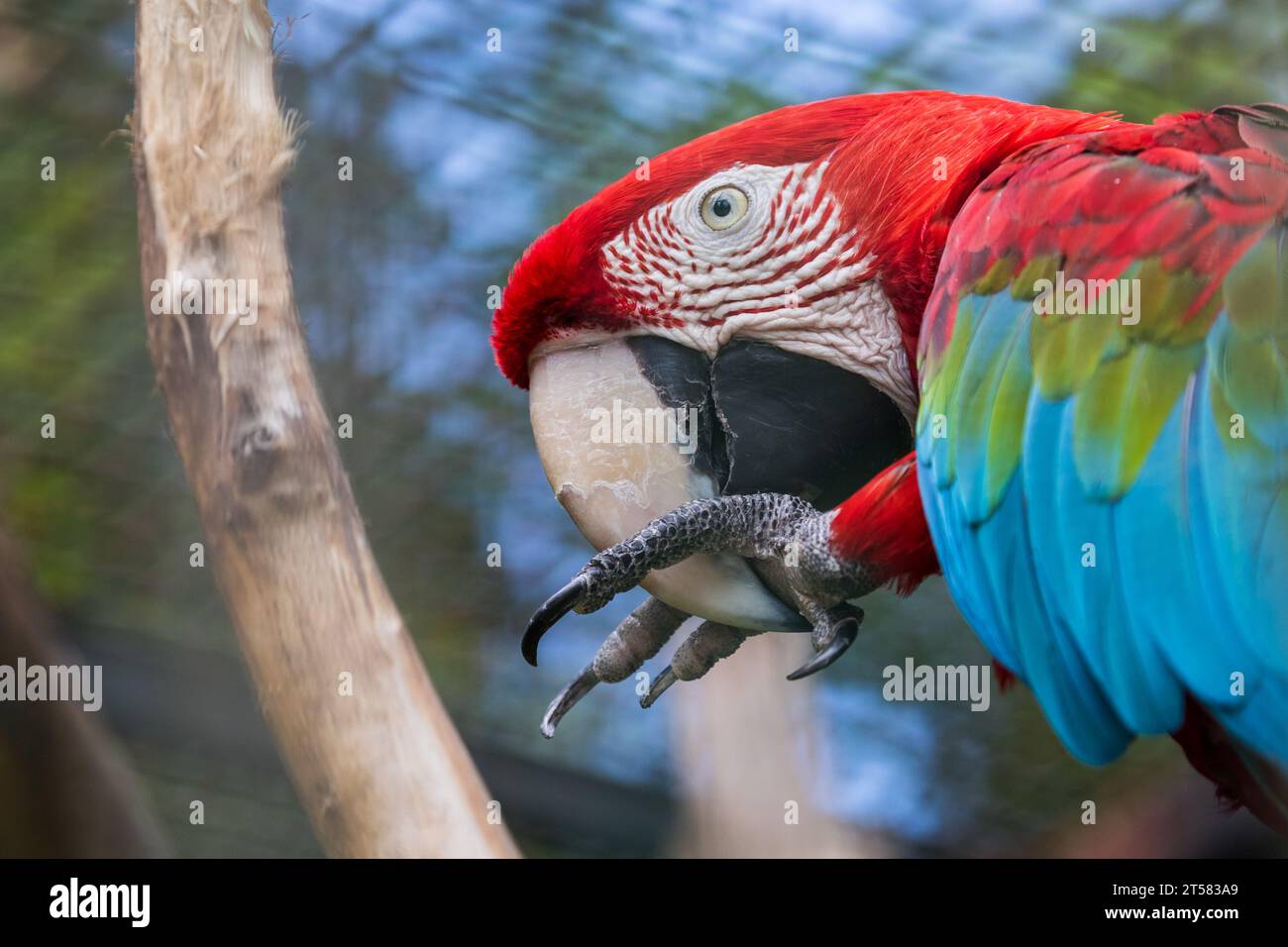 Primo piano del pappagallo di Macaw Foto Stock