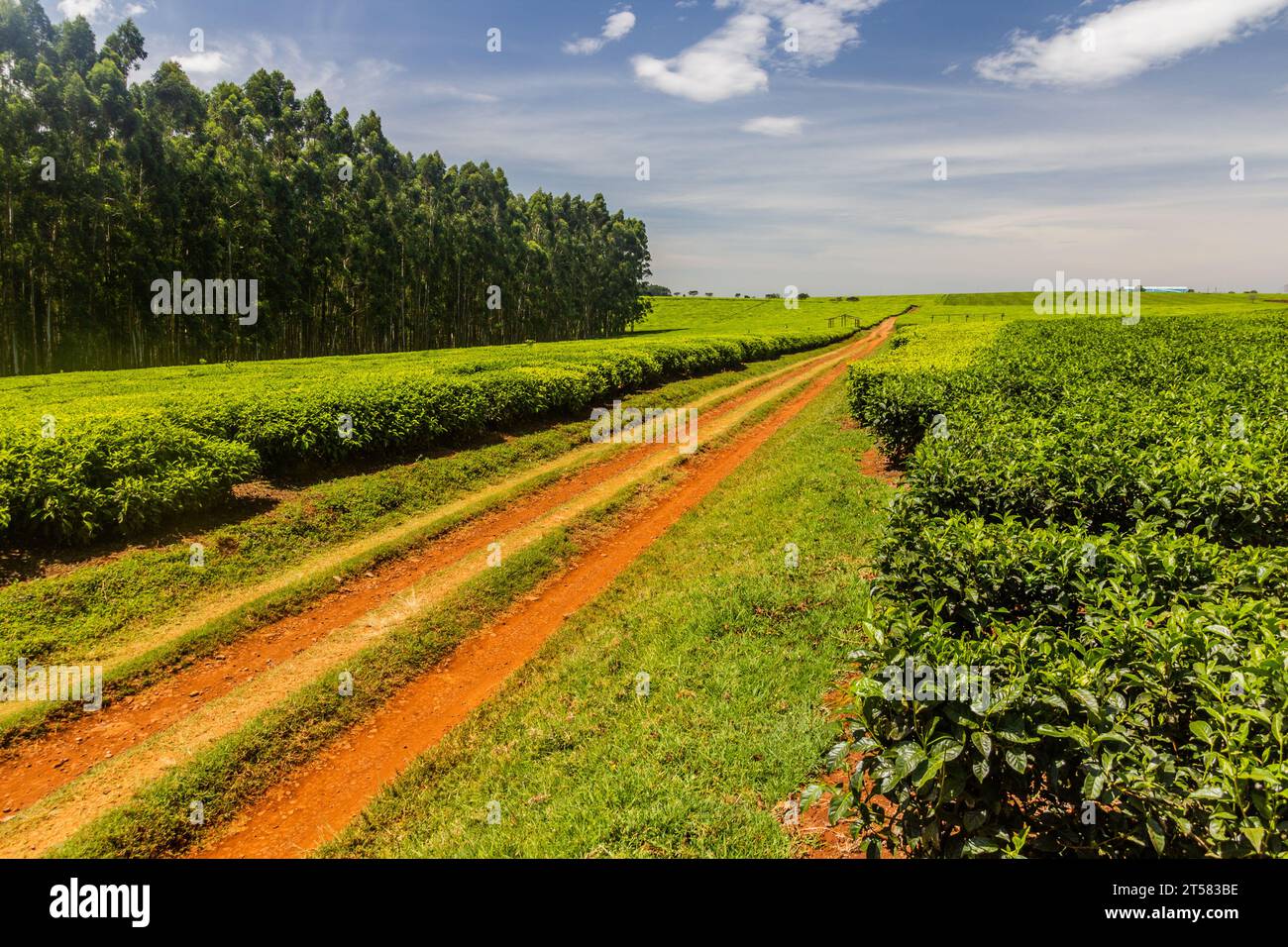 Piantagioni di tè vicino Kericho, Kenya Foto Stock