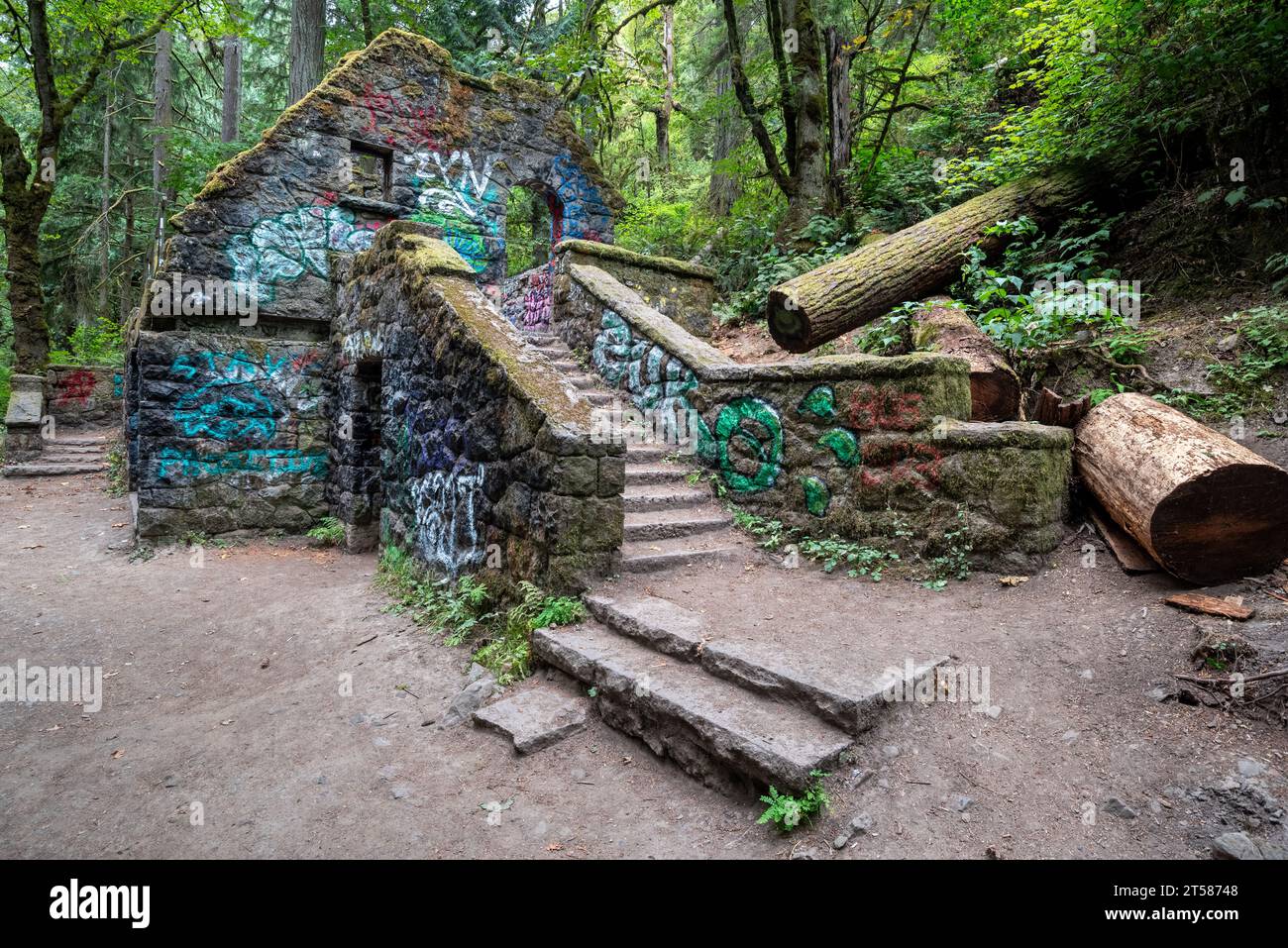 Lower Macleay Trail nel Forest Park di Portland, Oregon. Foto Stock