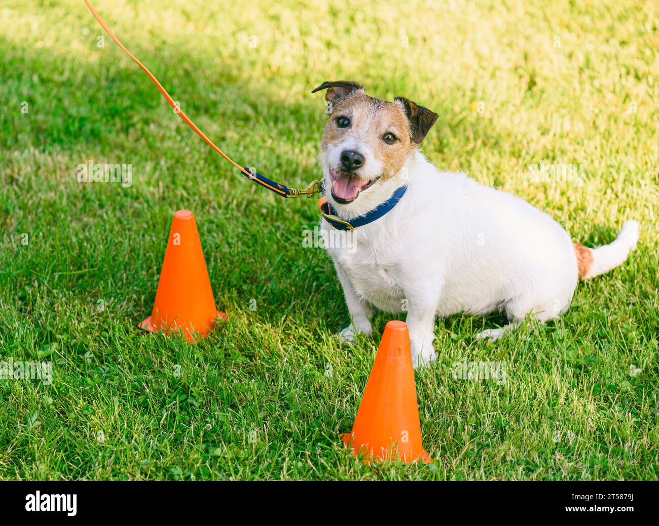 Come addestrare il vostro cane a sedersi al comando Foto Stock