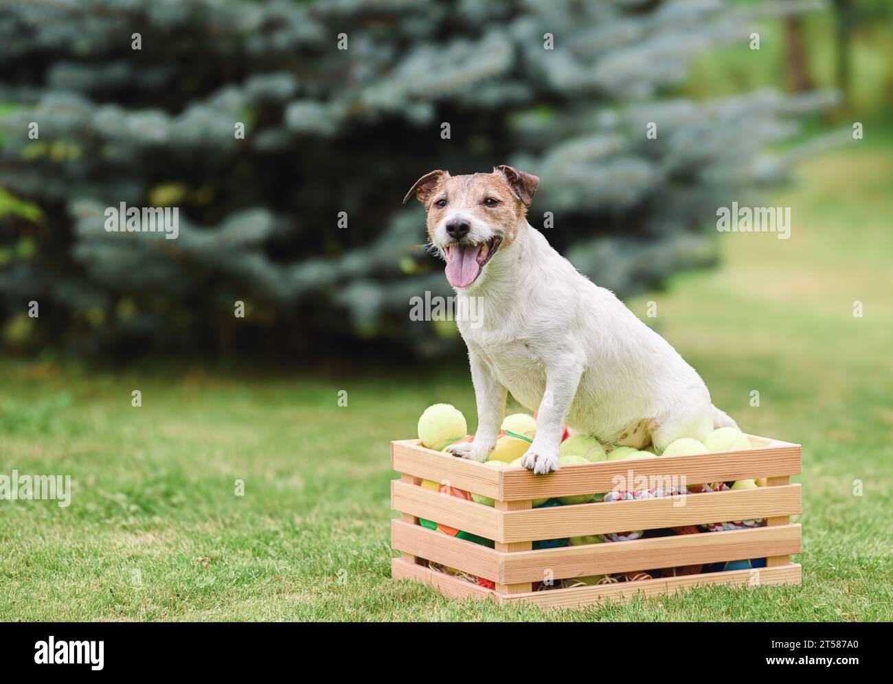 Come fermare le risorse a guardia del comportamento dei cani. Foto Stock