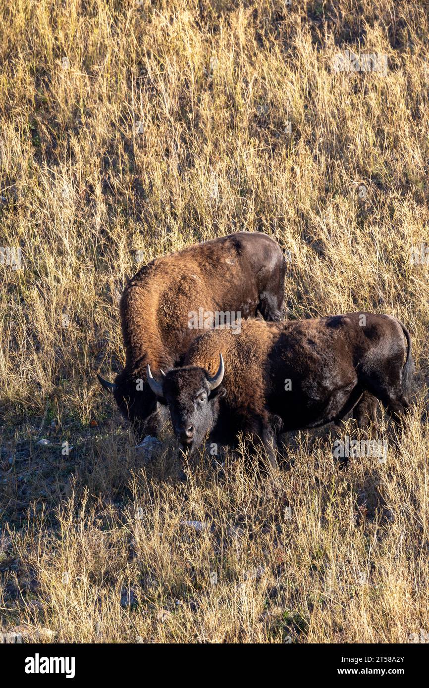 Ritratto di diversi bisonti nella Lamar Valley nel parco nazionale di Yellowstone Foto Stock