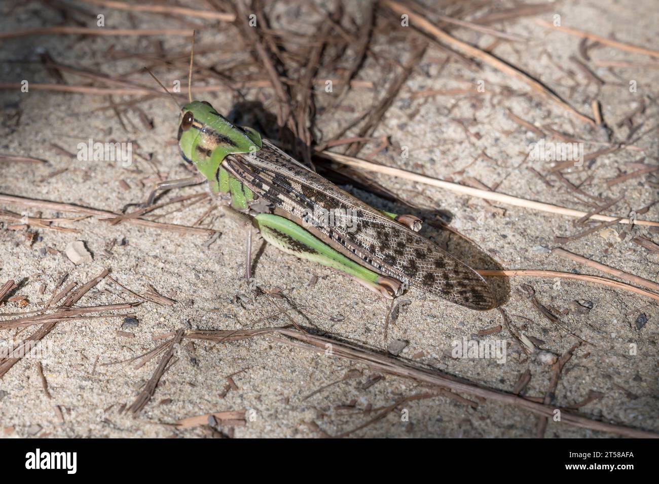 Locust su sentiero sterrato in pineta sulla riva mediterranea, scattato con una luce brillante all'inizio dell'autunno a Marina di Alberese, Toscana, Italia Foto Stock