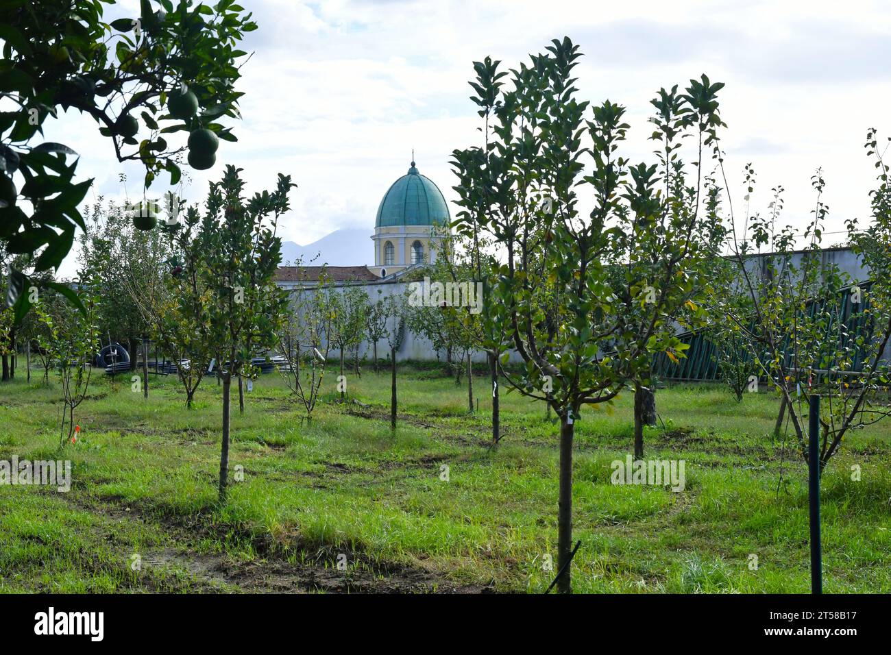 Piante di un frutteto nel parco di un palazzo reale di Capodimonte a Napoli, Italia. Foto Stock