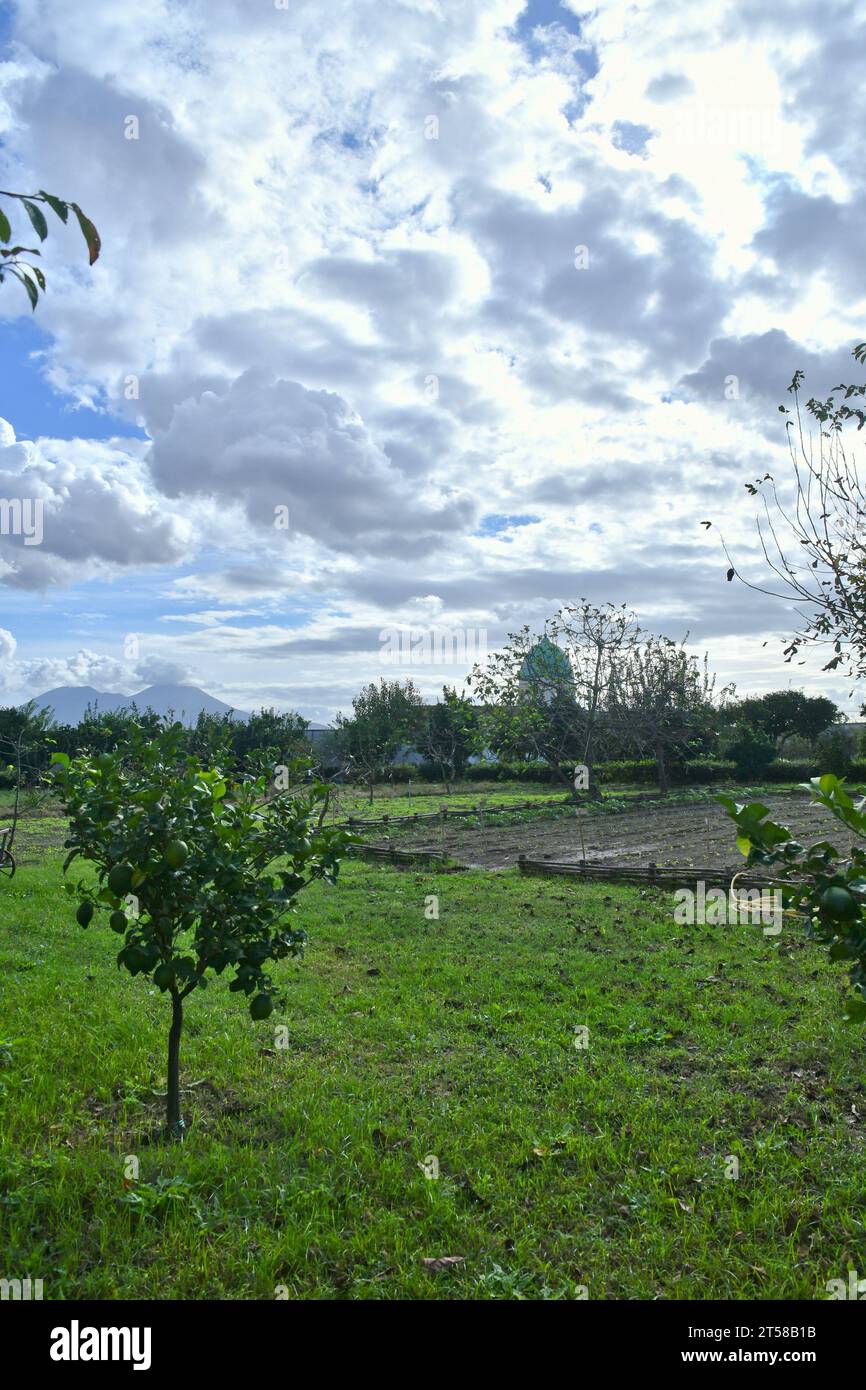 Piante di un frutteto nel parco di un palazzo reale di Capodimonte a Napoli, Italia. Foto Stock