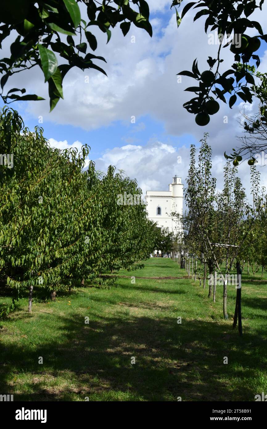 Piante di un frutteto nel parco di un palazzo reale di Capodimonte a Napoli, Italia. Foto Stock