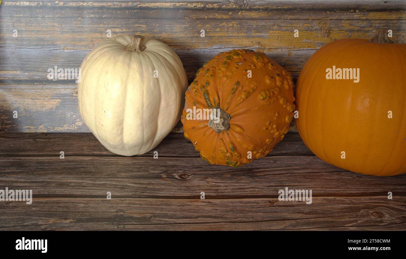 selezione di diverse zucche, zucca fantasma, oran d gnarly Foto Stock