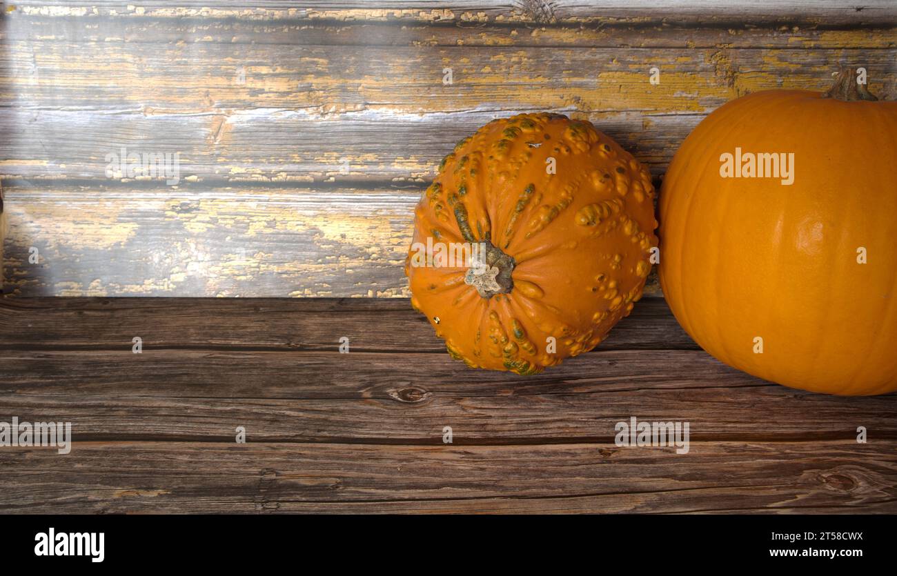 selezione di diverse zucche, zucca fantasma, oran d gnarly Foto Stock