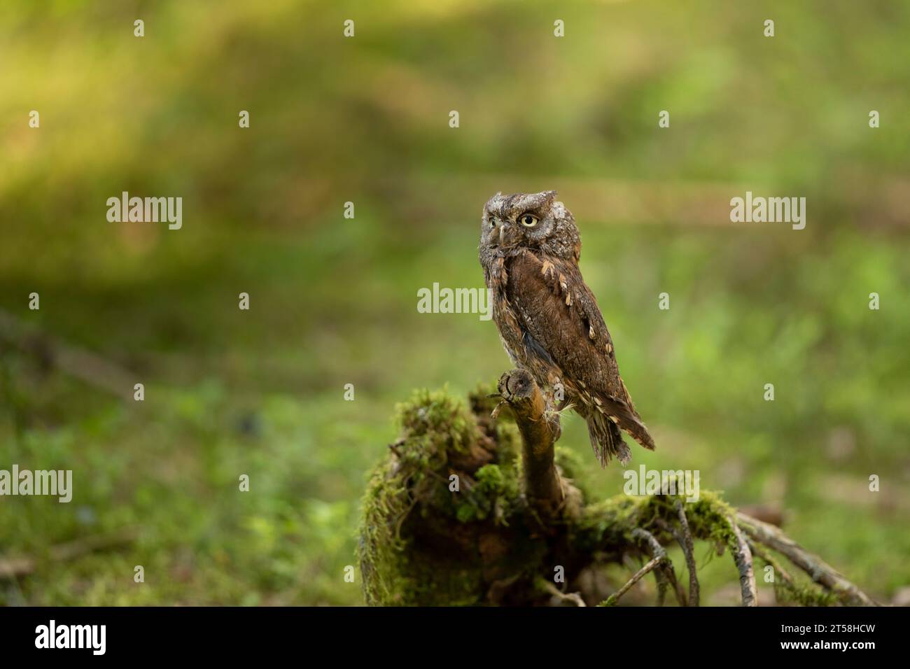 Scops Owl, Otus Scops, seduto sul tronco degli alberi nella foresta di muschi. Fauna selvatica e animali della natura. Uccello piccolo, gufo ritratto di dettaglio nel natur Foto Stock