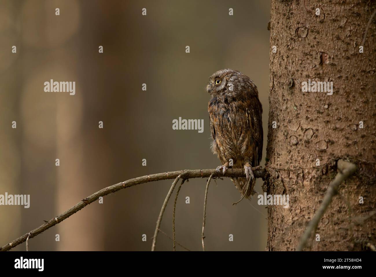 Scops Owl, Otus Scops, seduto su un ramo d'albero nella foresta. Fauna selvatica e animali della natura. Piccolo gufo ritratto di dettaglio nella natura, re ceco Foto Stock