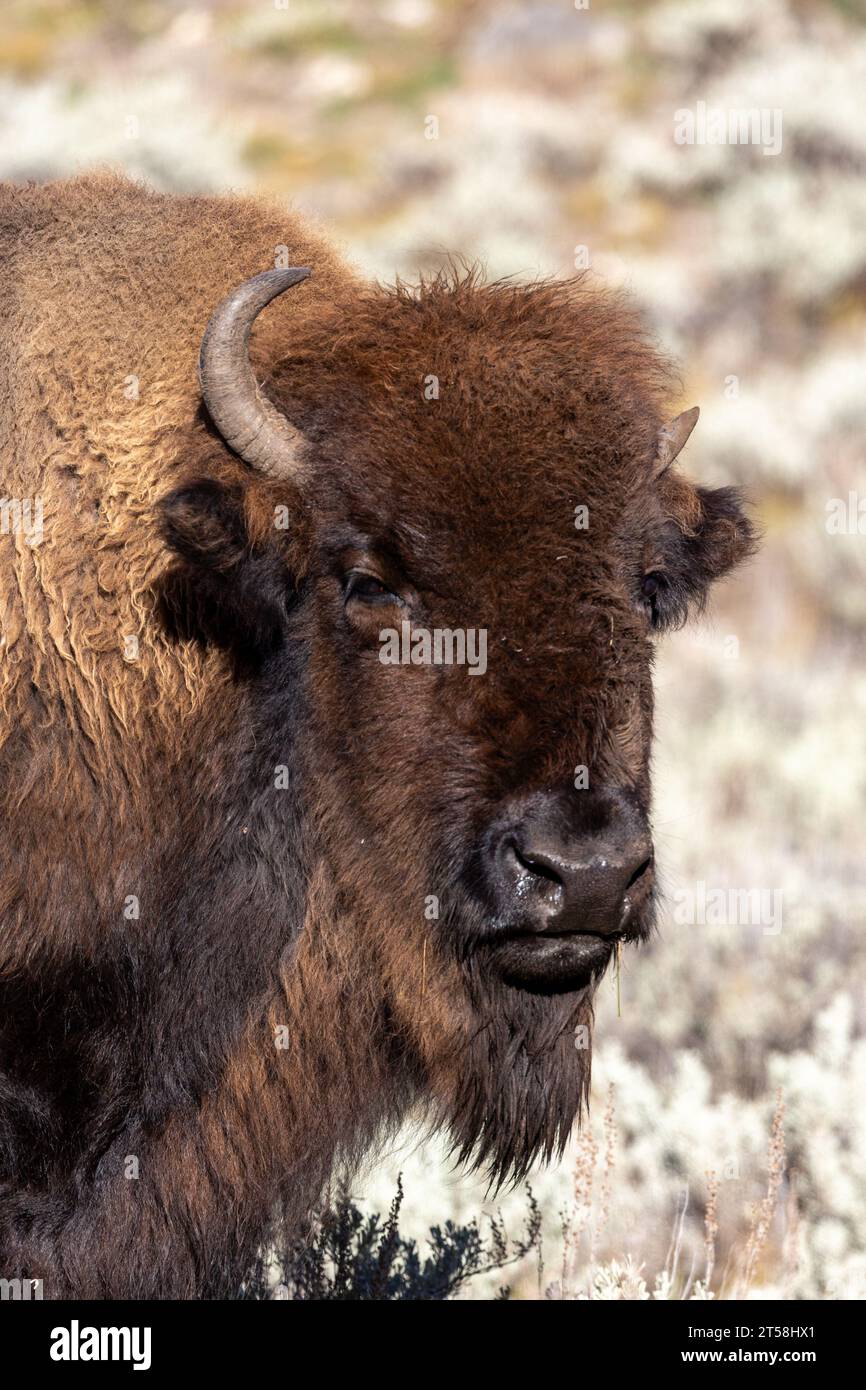 Ritratto di un bisonte americano nella Lamar Valley nel parco nazionale di Yellowstone Foto Stock