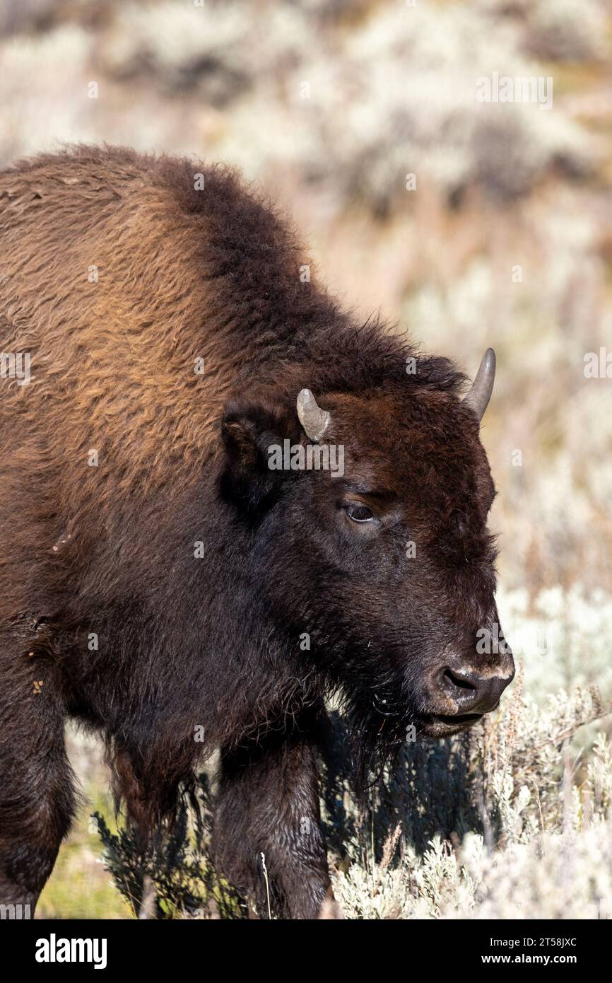 Ritratto di un bisonte americano nella Lamar Valley nel parco nazionale di Yellowstone Foto Stock