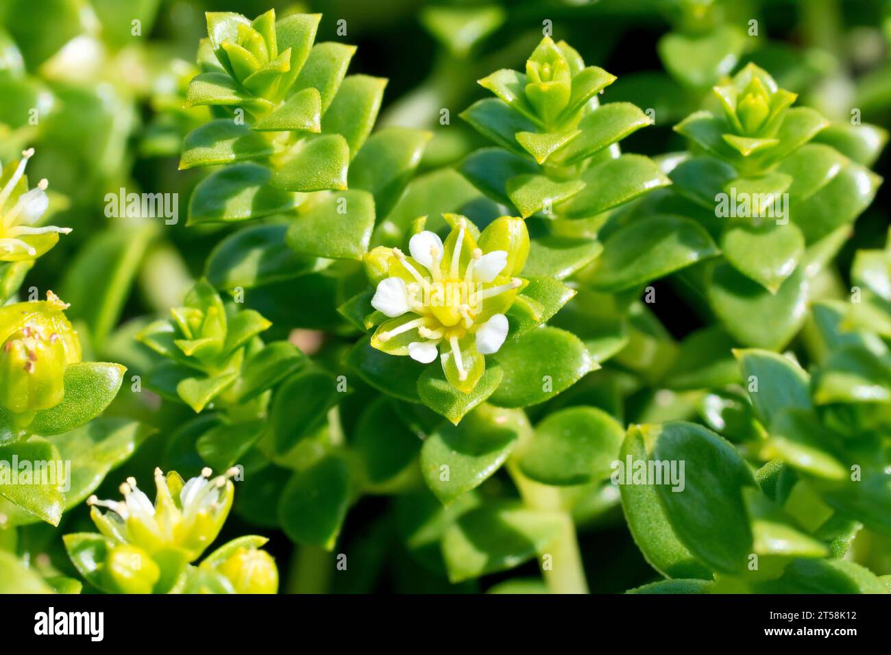 L'alga marina (honckenya peploides), mostra da vicino il piccolo fiore bianco, gli steli e le foglie strettamente impastate di questo succulento marino a bassa crescita. Foto Stock